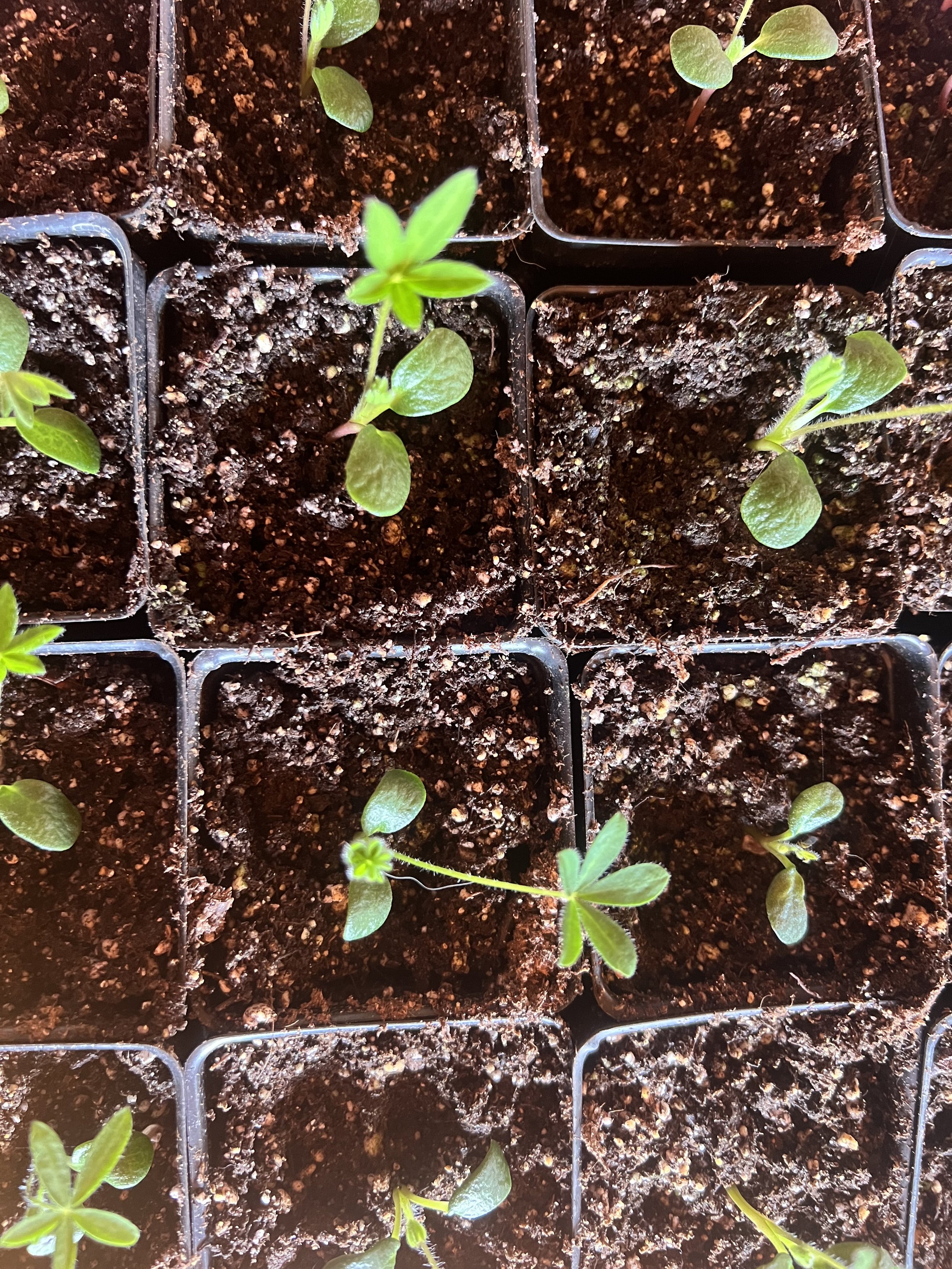 Seedlings