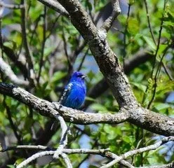 Indigo Bunting
