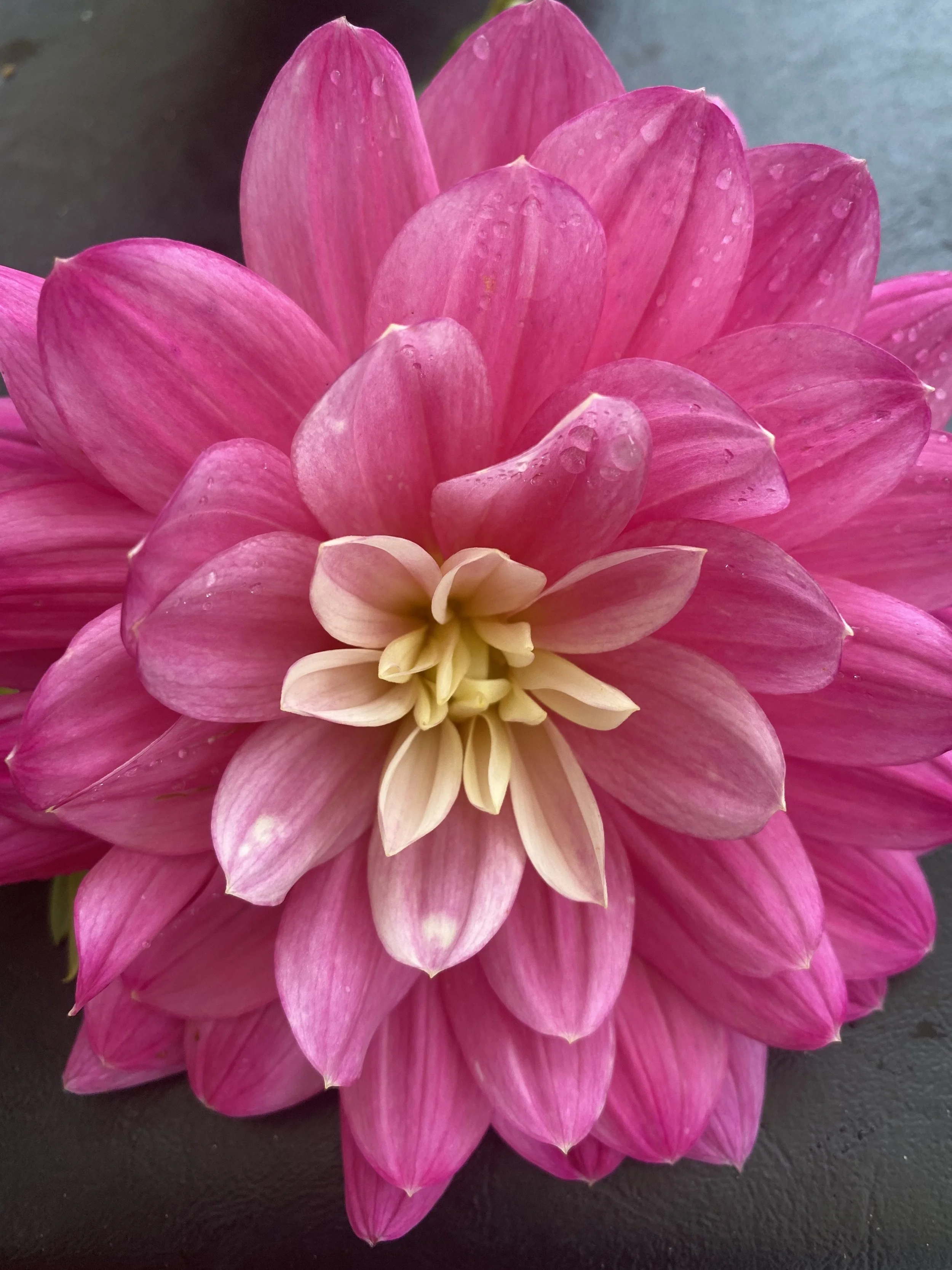 Hollyhill Pink Martini Dahlia