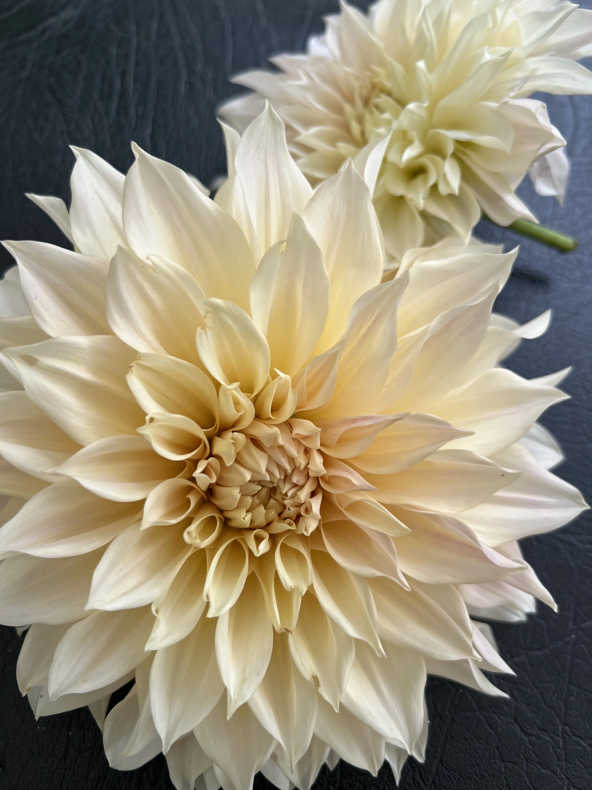 Dahlias #3 Dividing and Propagating