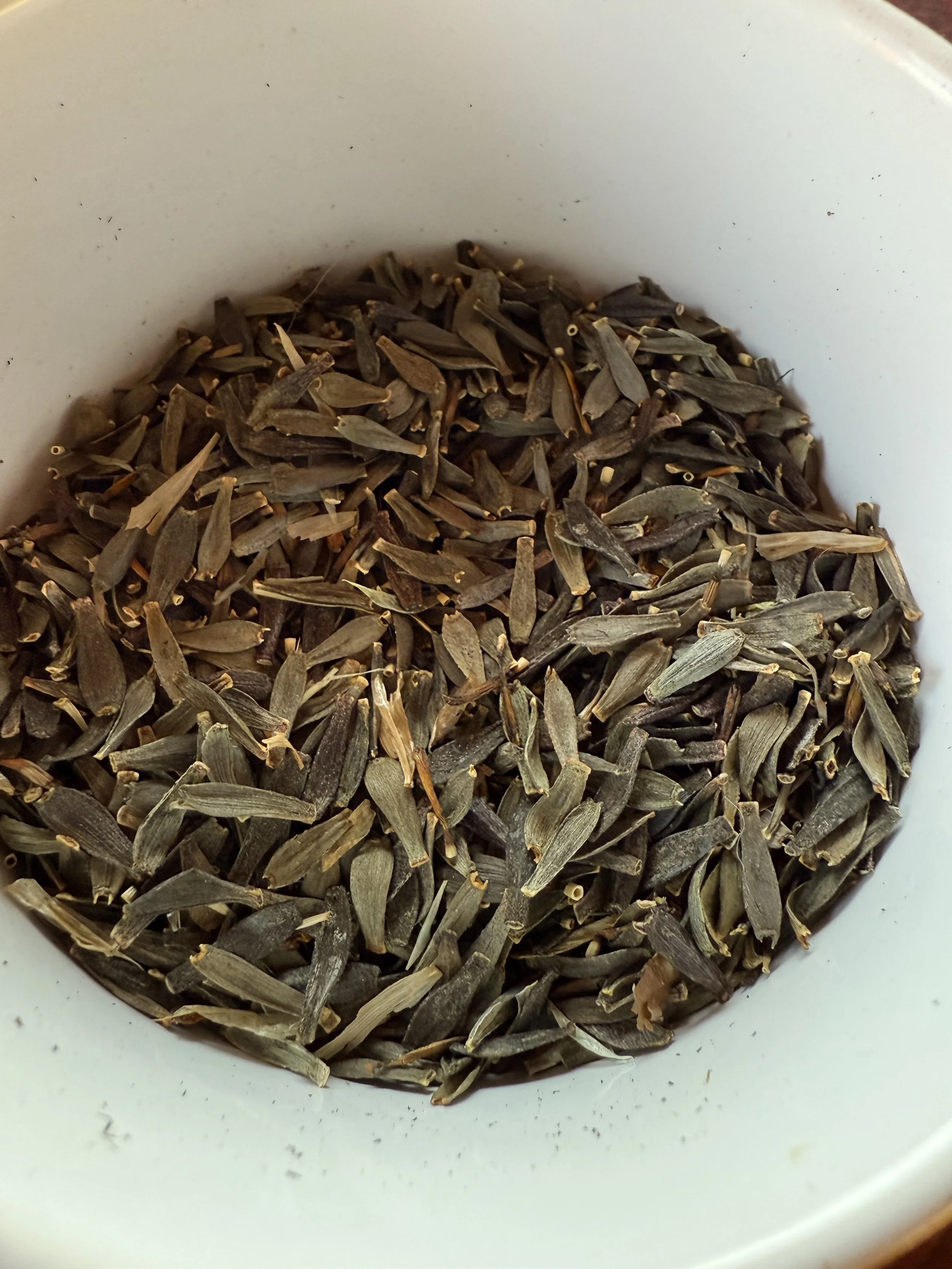 Collected Dahlia Seeds