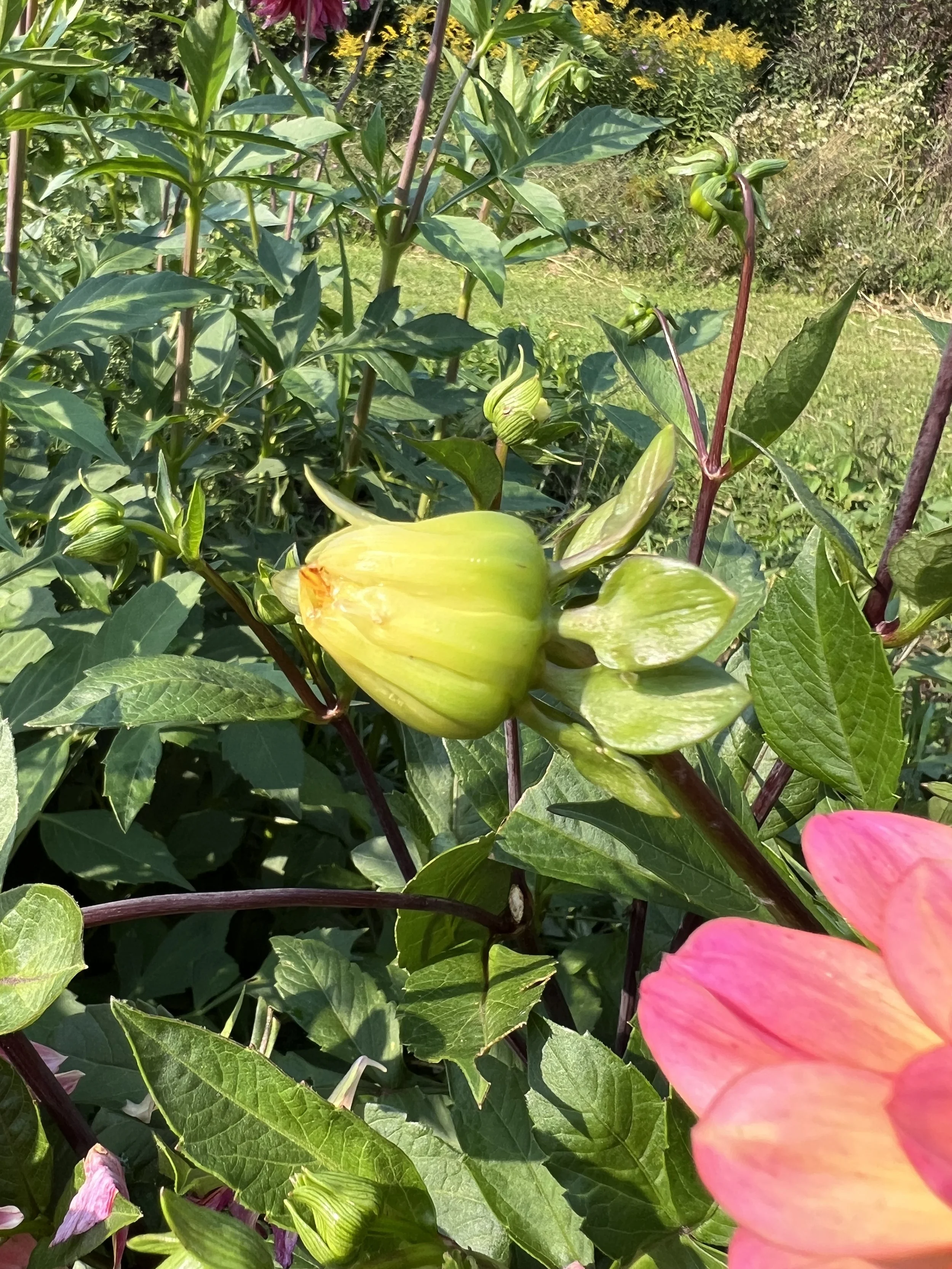 Dahlias #4 Seeds and New varieties