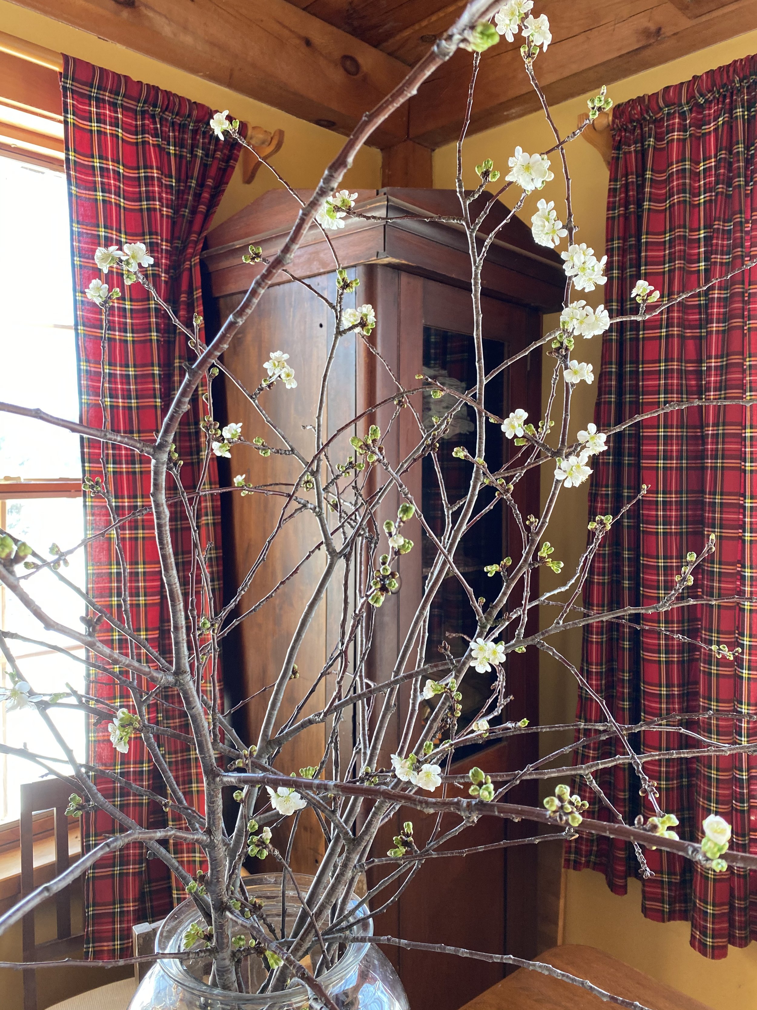 How to Force Flowering Branches for Early Bloom