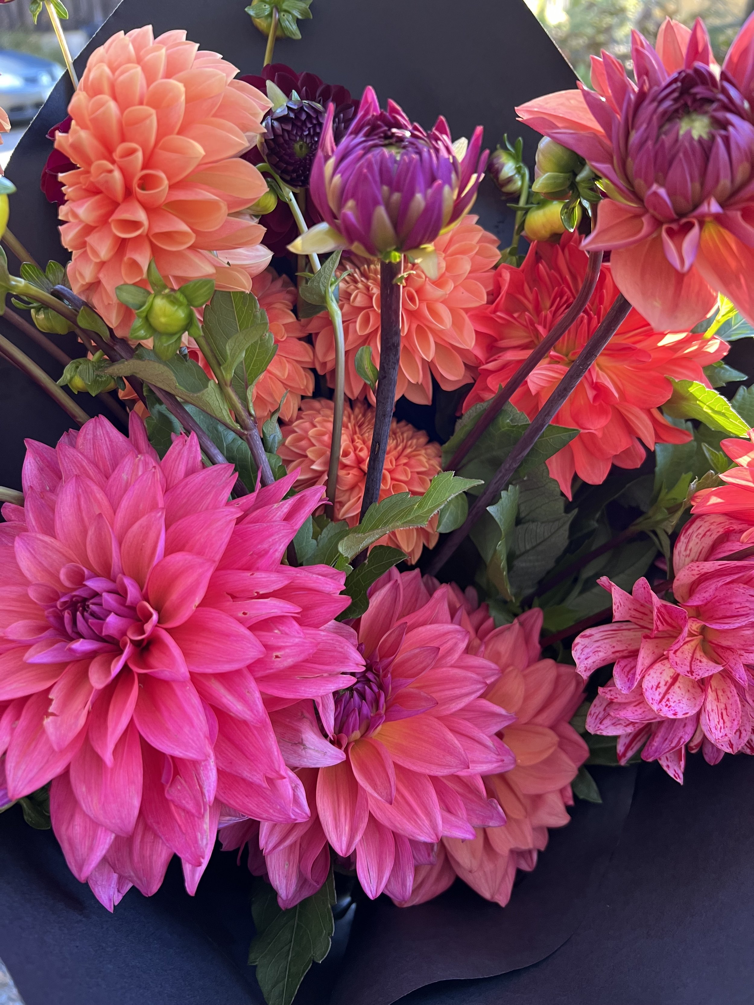 Dahlia Subscription with Delivery