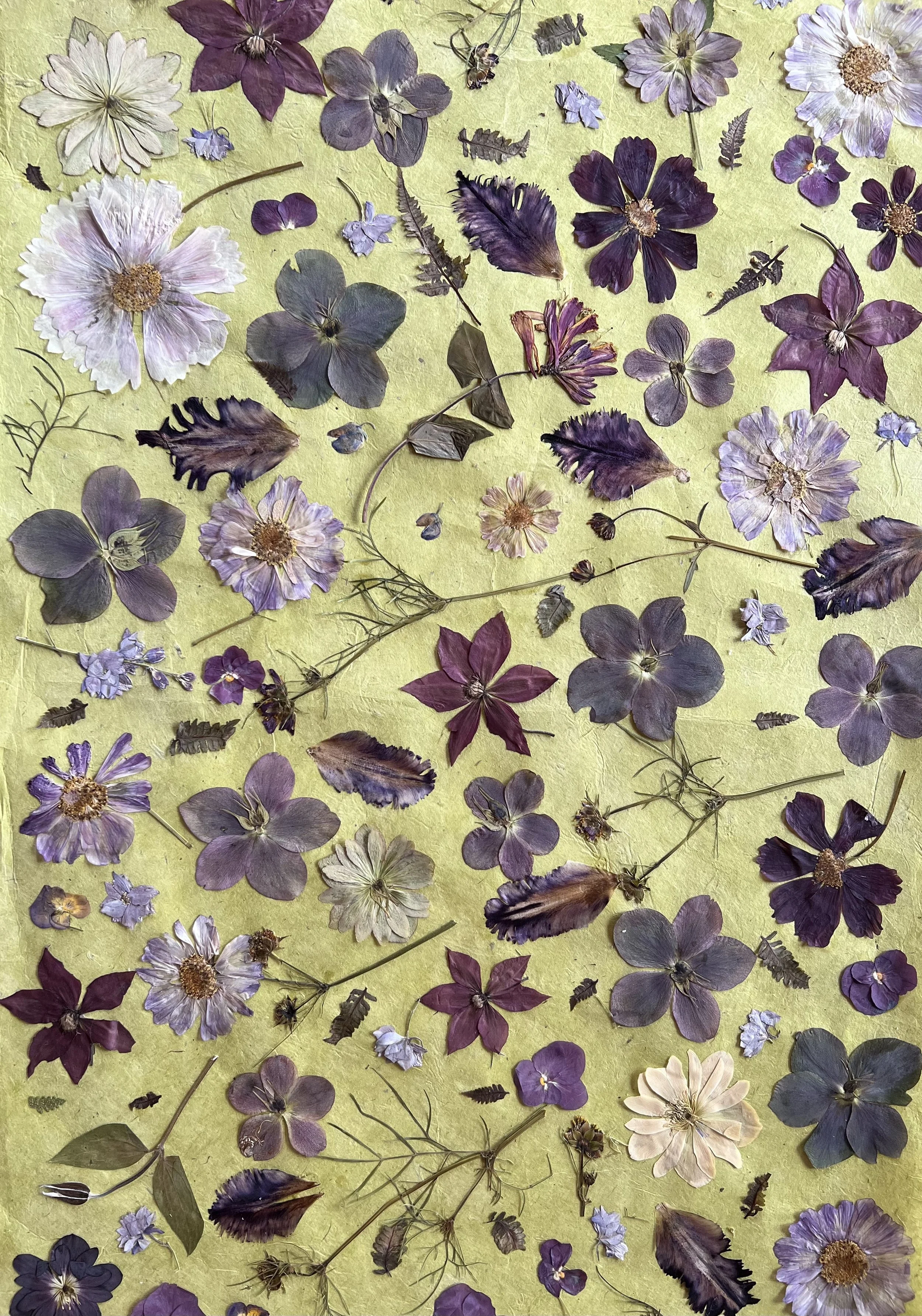 Hellebores & Black Parrot Tulip Collage