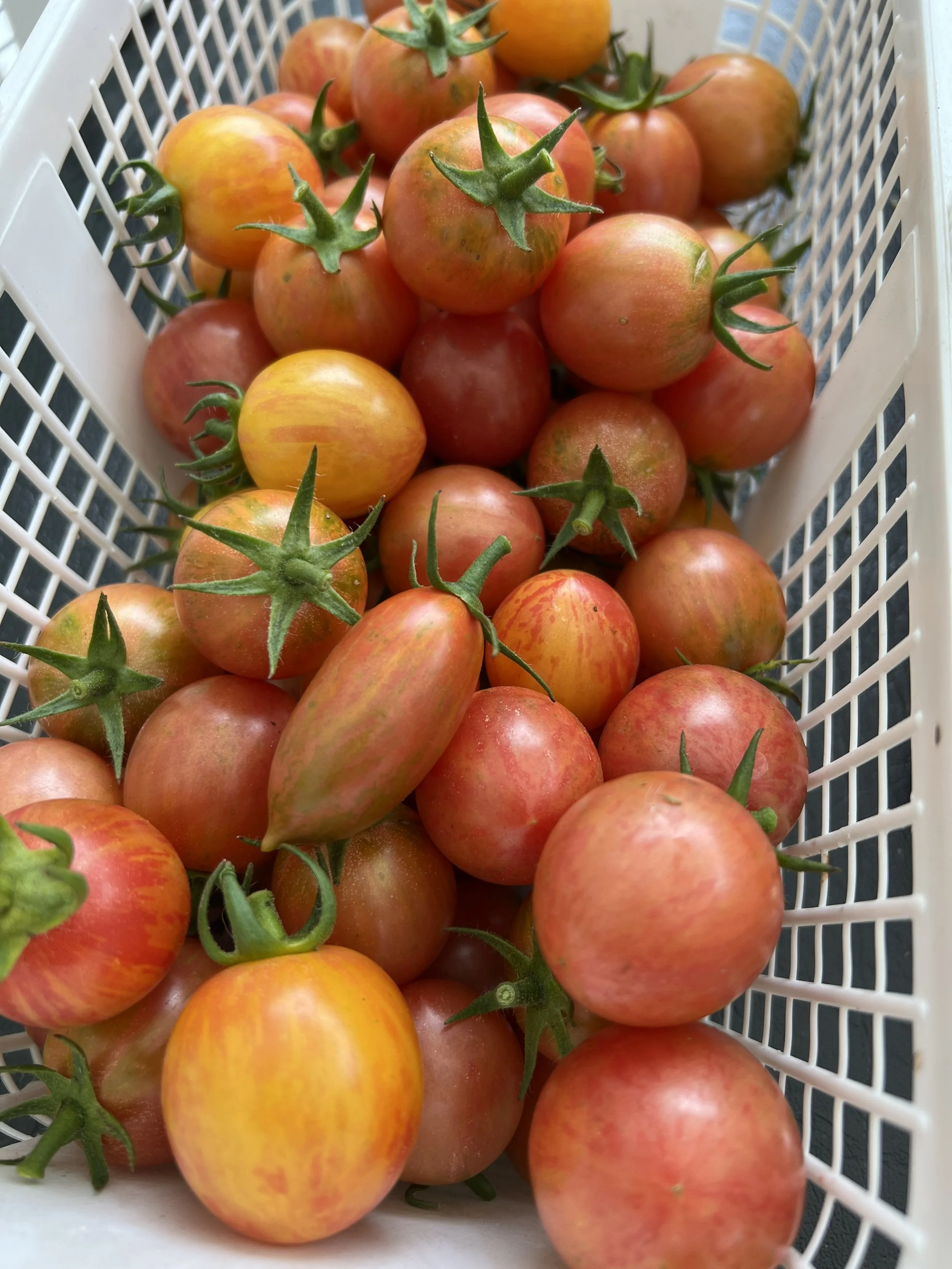 Tomatoes