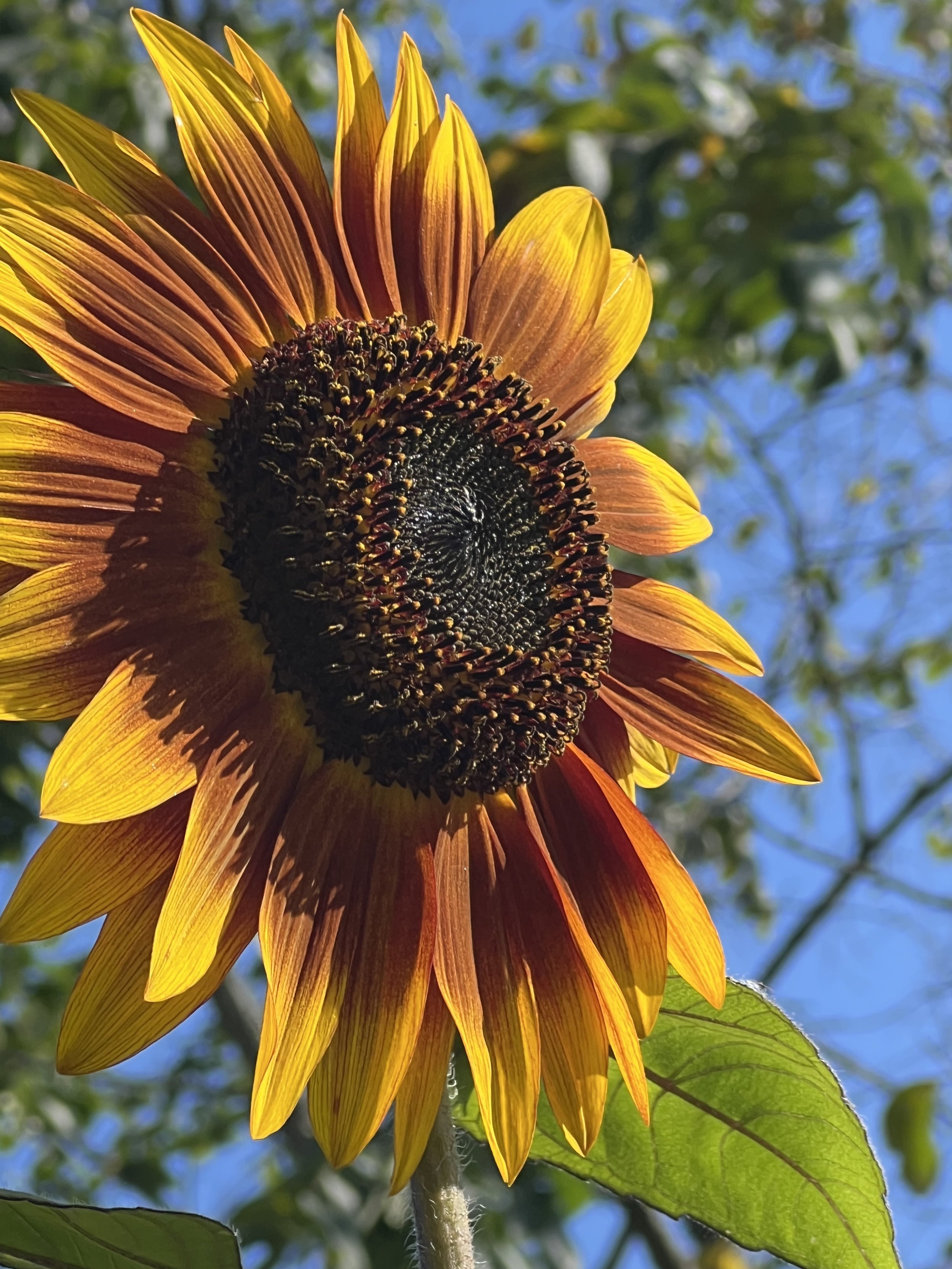 Sunflower Subscription Pick Up