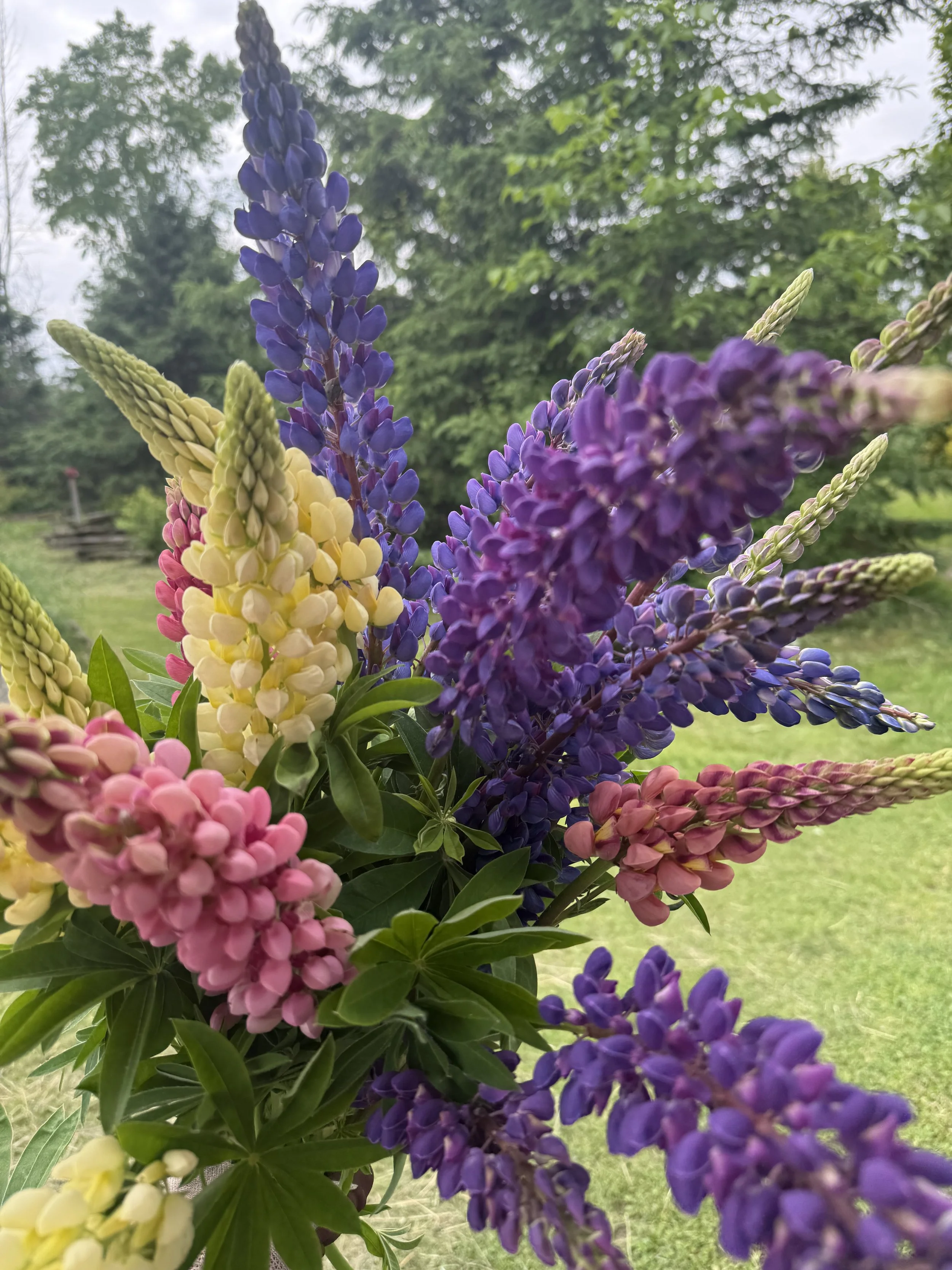 Lupine Seedlings for Spring Blooms