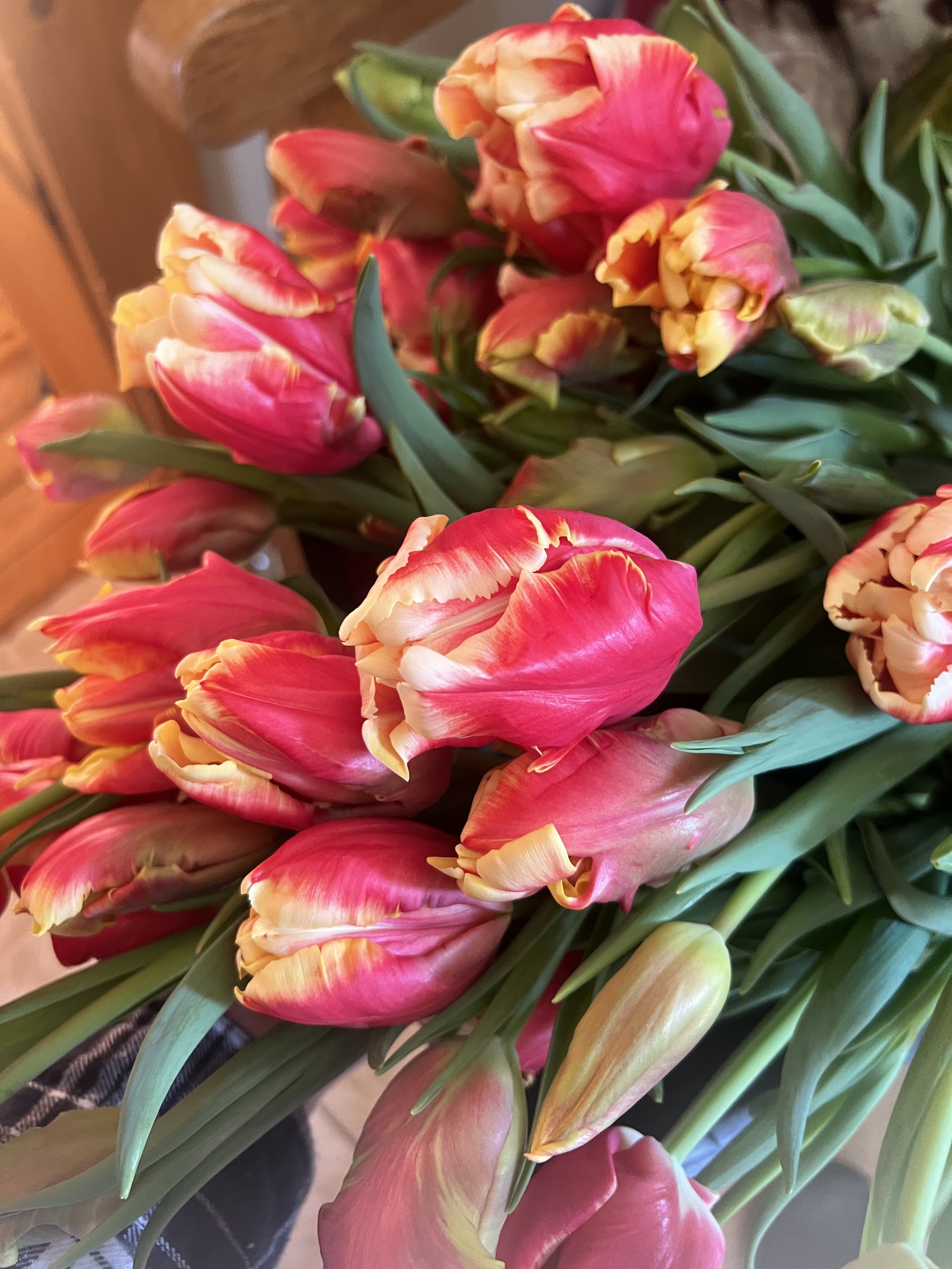 Tulips