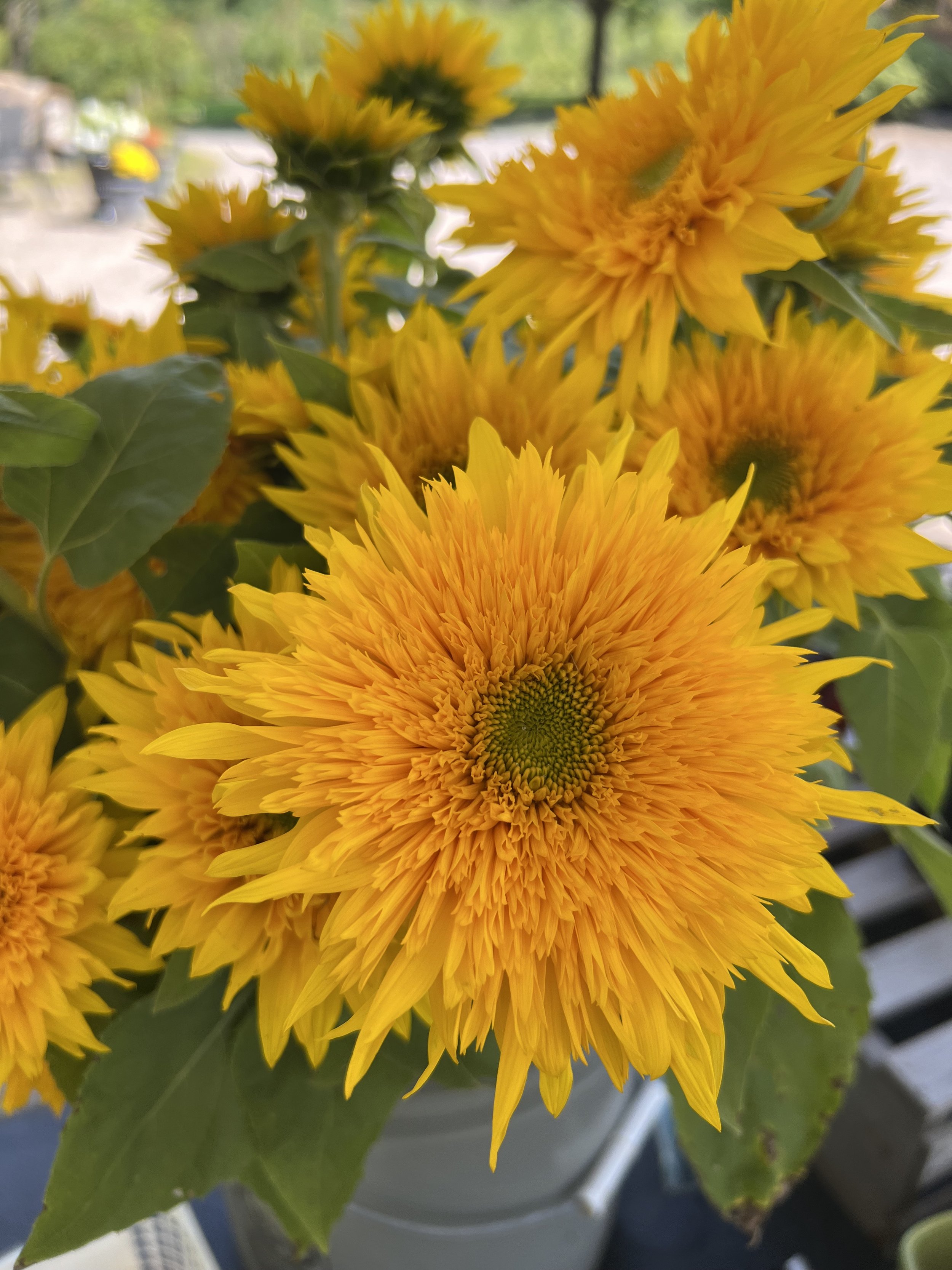 Sunflower Subscription with Delivery