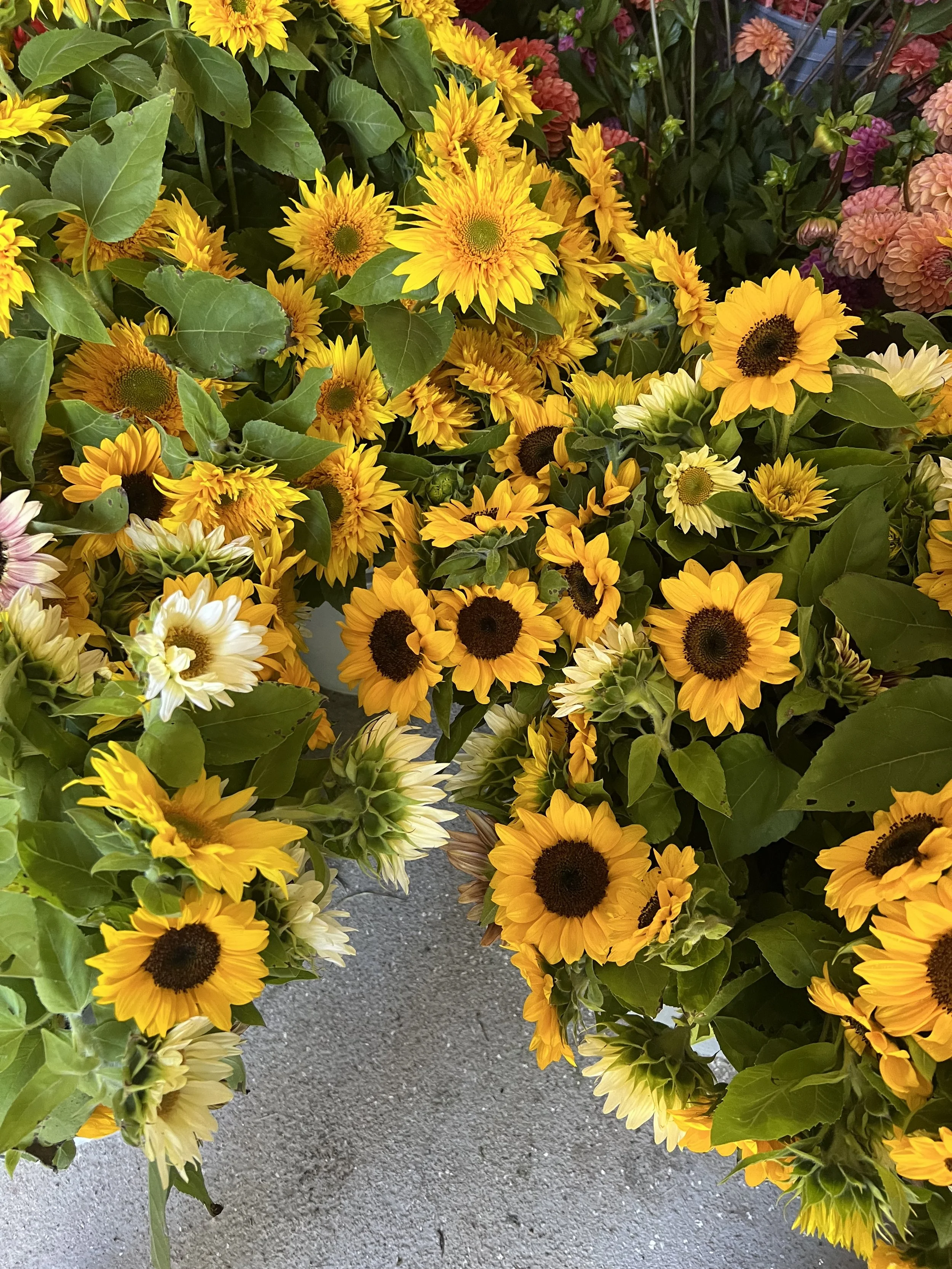 Sunflowers for Market