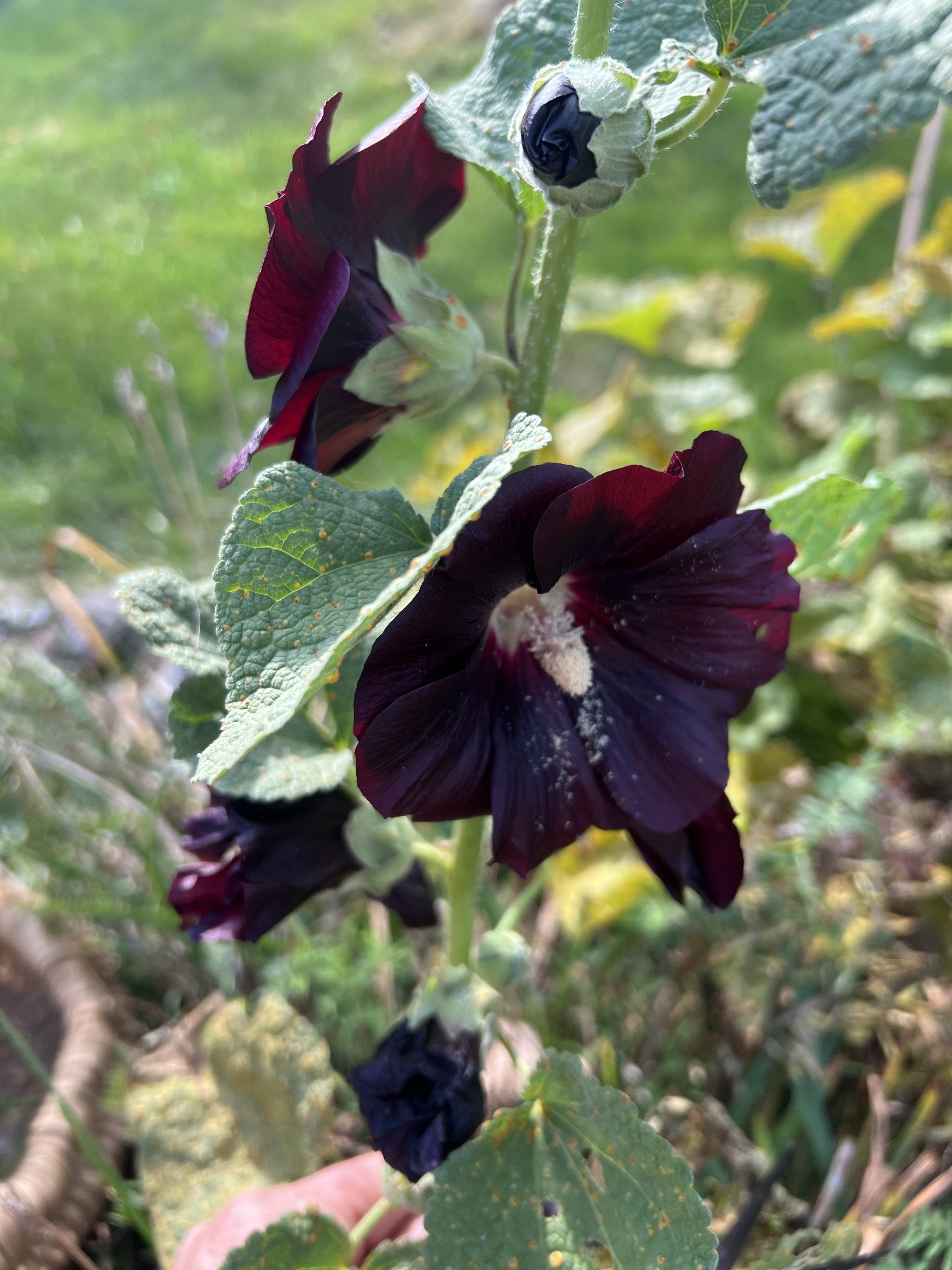 IMG_3834.jpeg