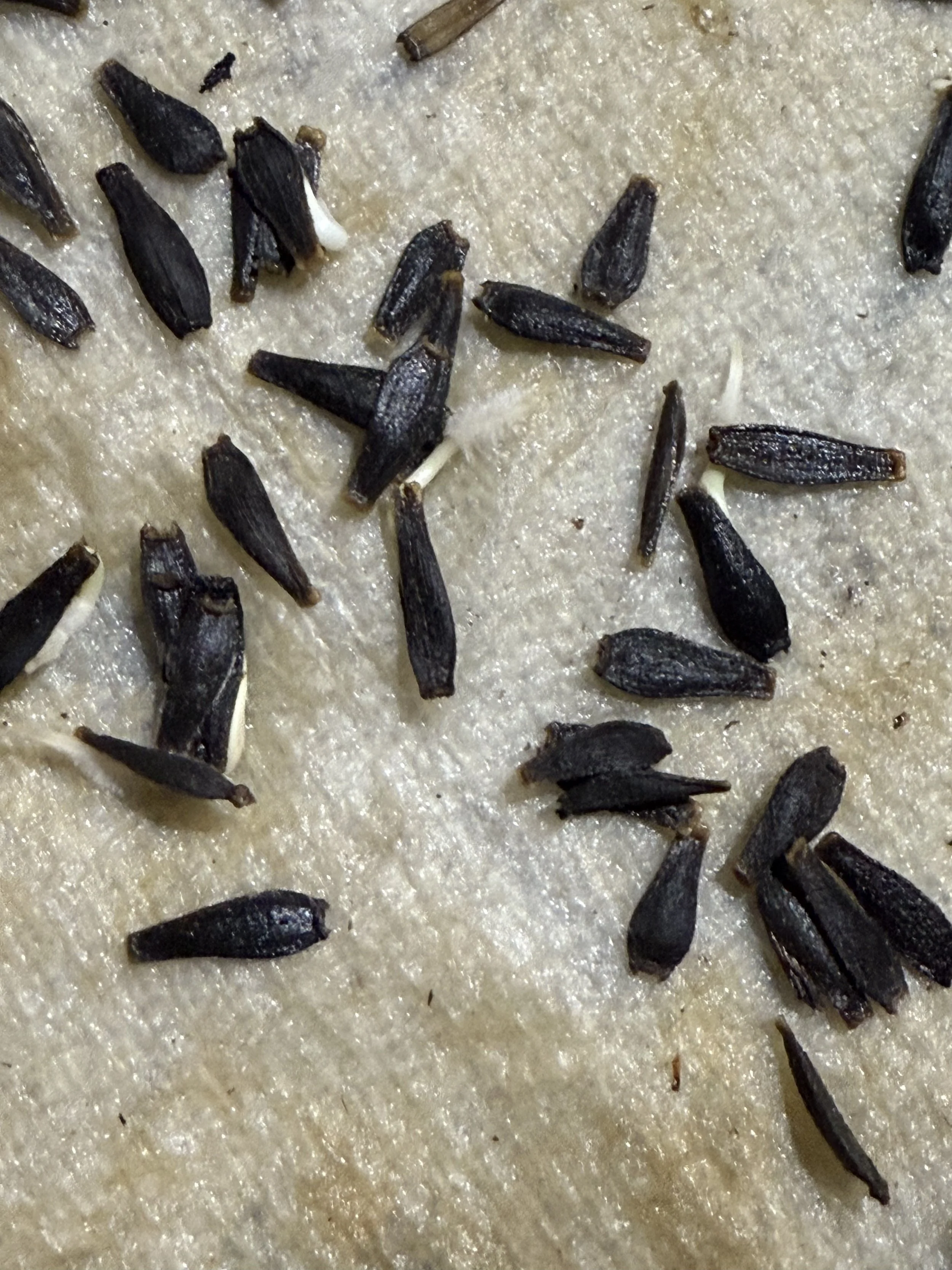 Sprouting Dahlia seeds in Moist Paper Towel