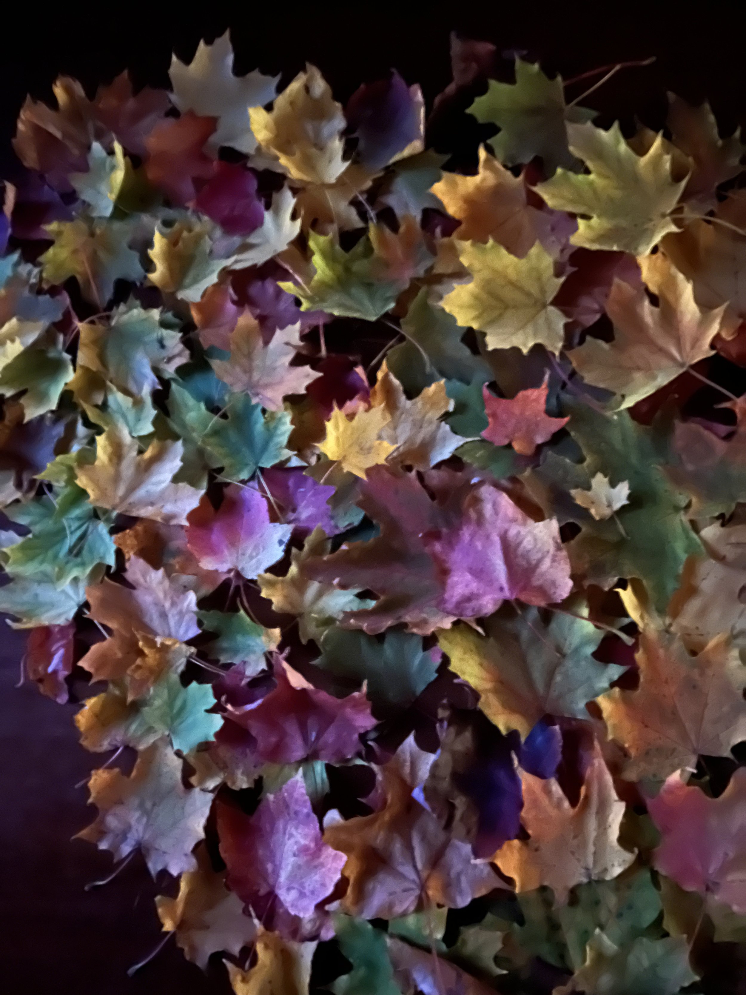 IMG_1395.jpeg