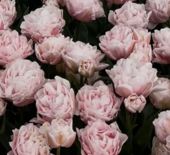 Specialty Tulip Dreamer