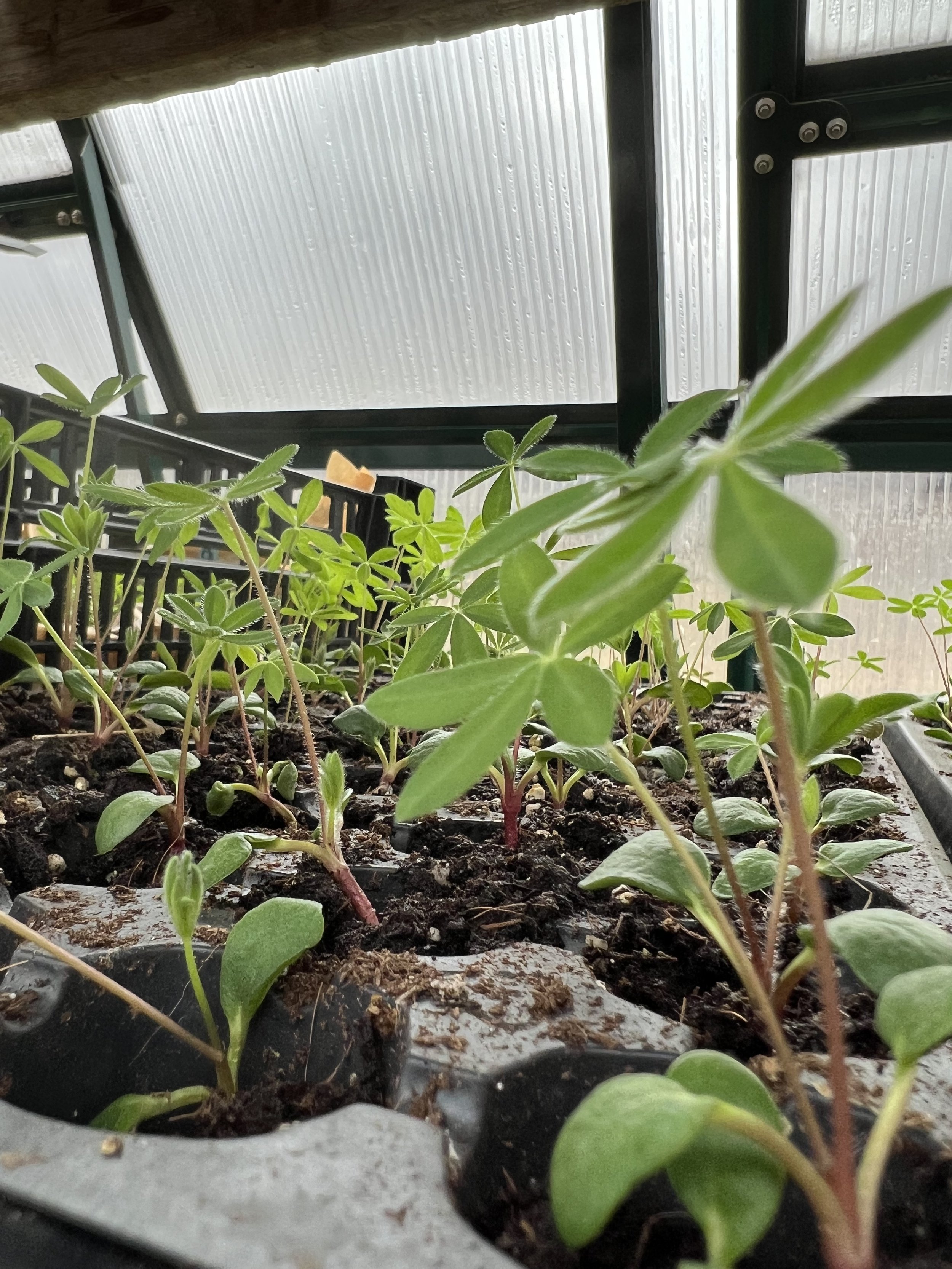 Lupin Seedlings