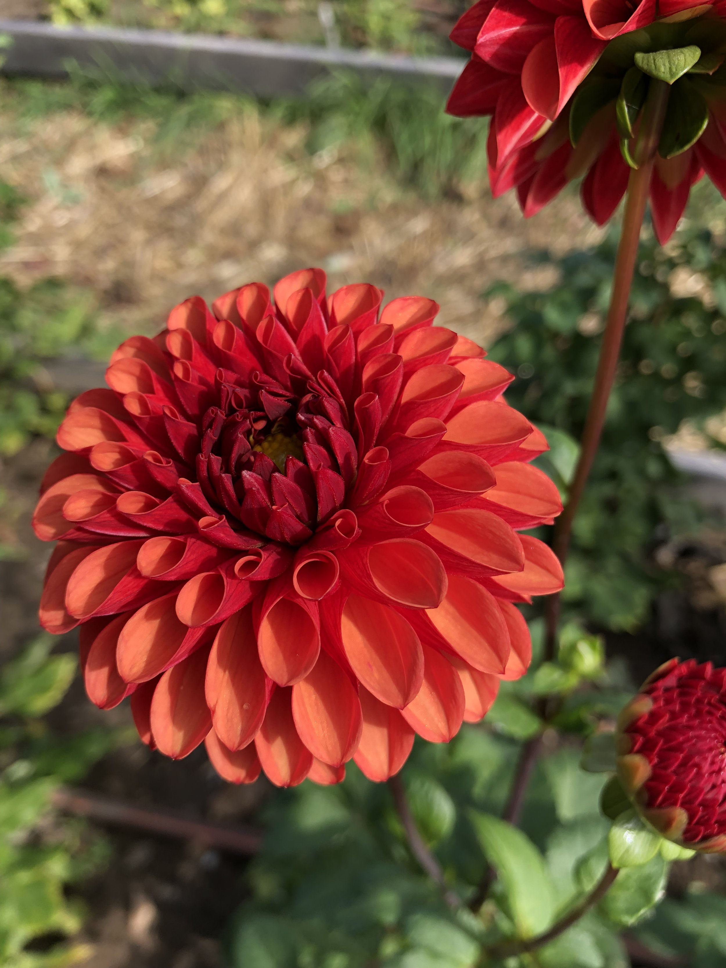 IMG_1102.jpeg