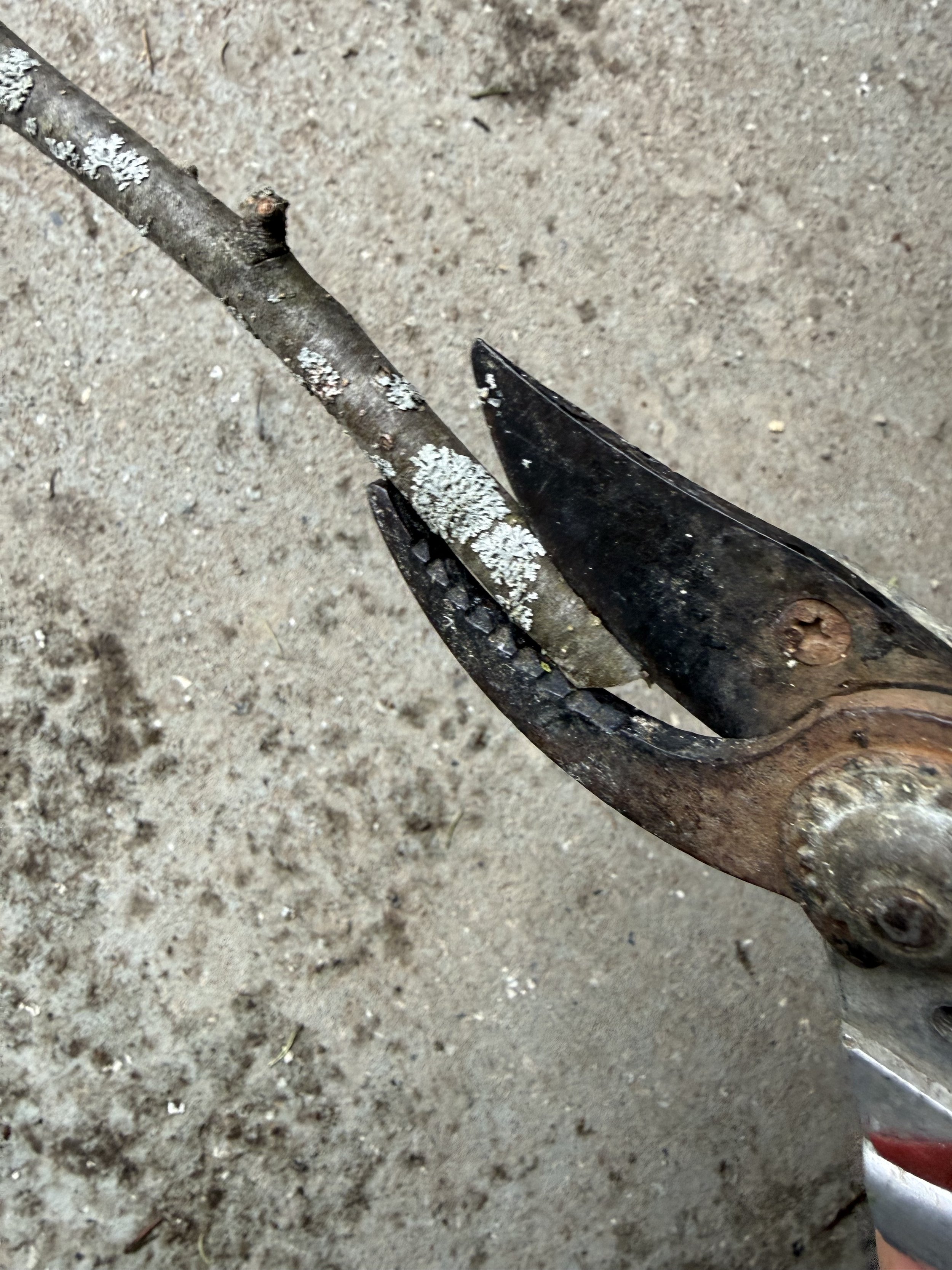 Vertical Cut of Woody Stem