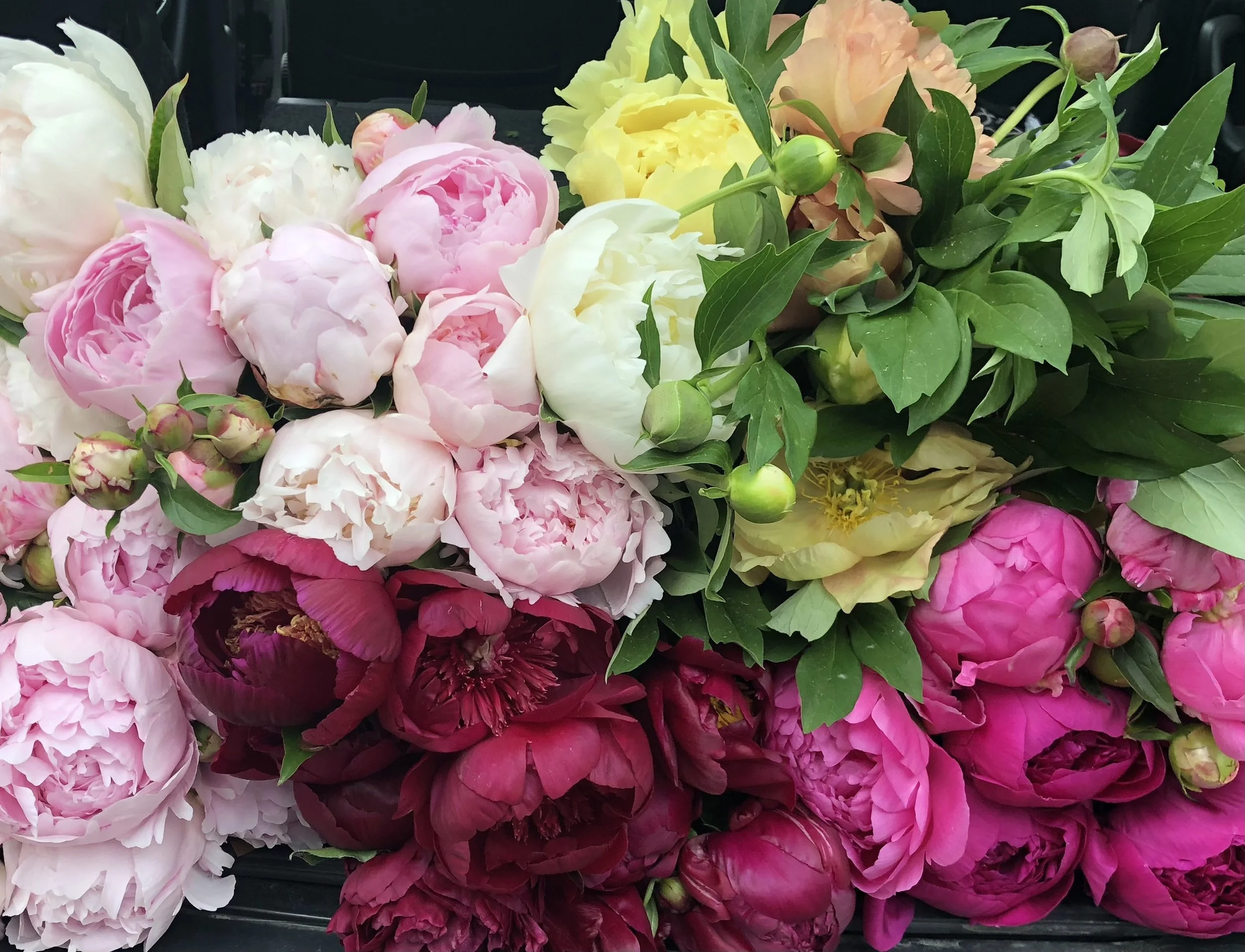 Bucket of Seasonal Blooms for Entertaining or Weddings