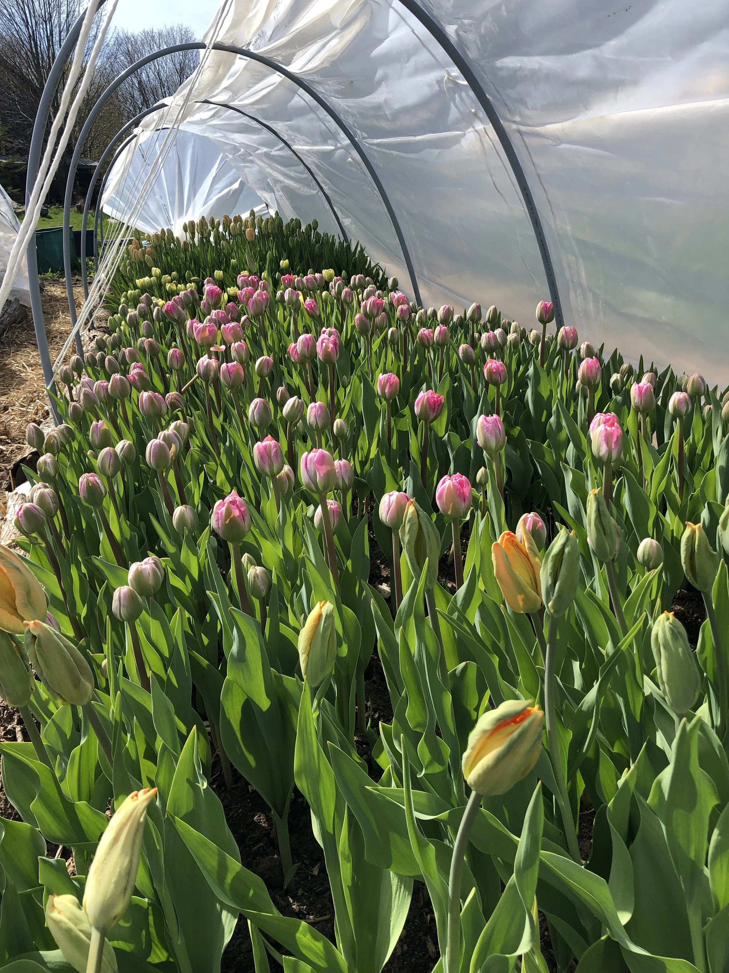 A short Row of Tulips in Early Spring