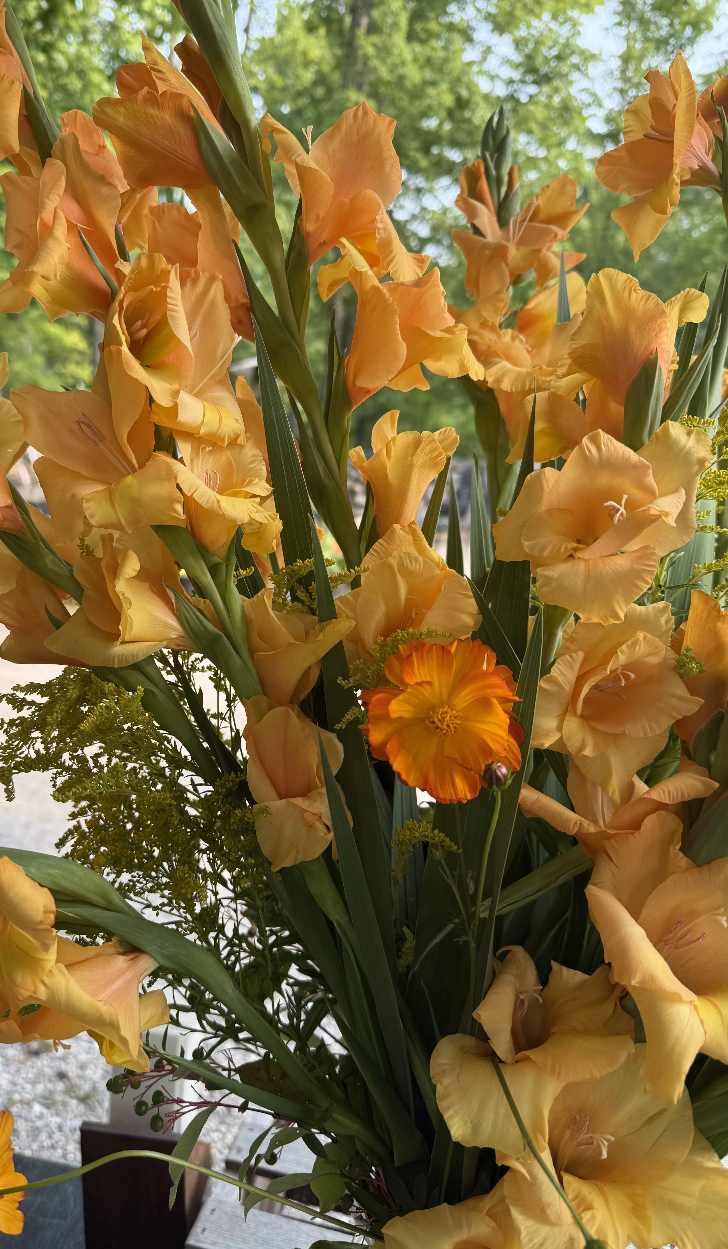 Gladiolus