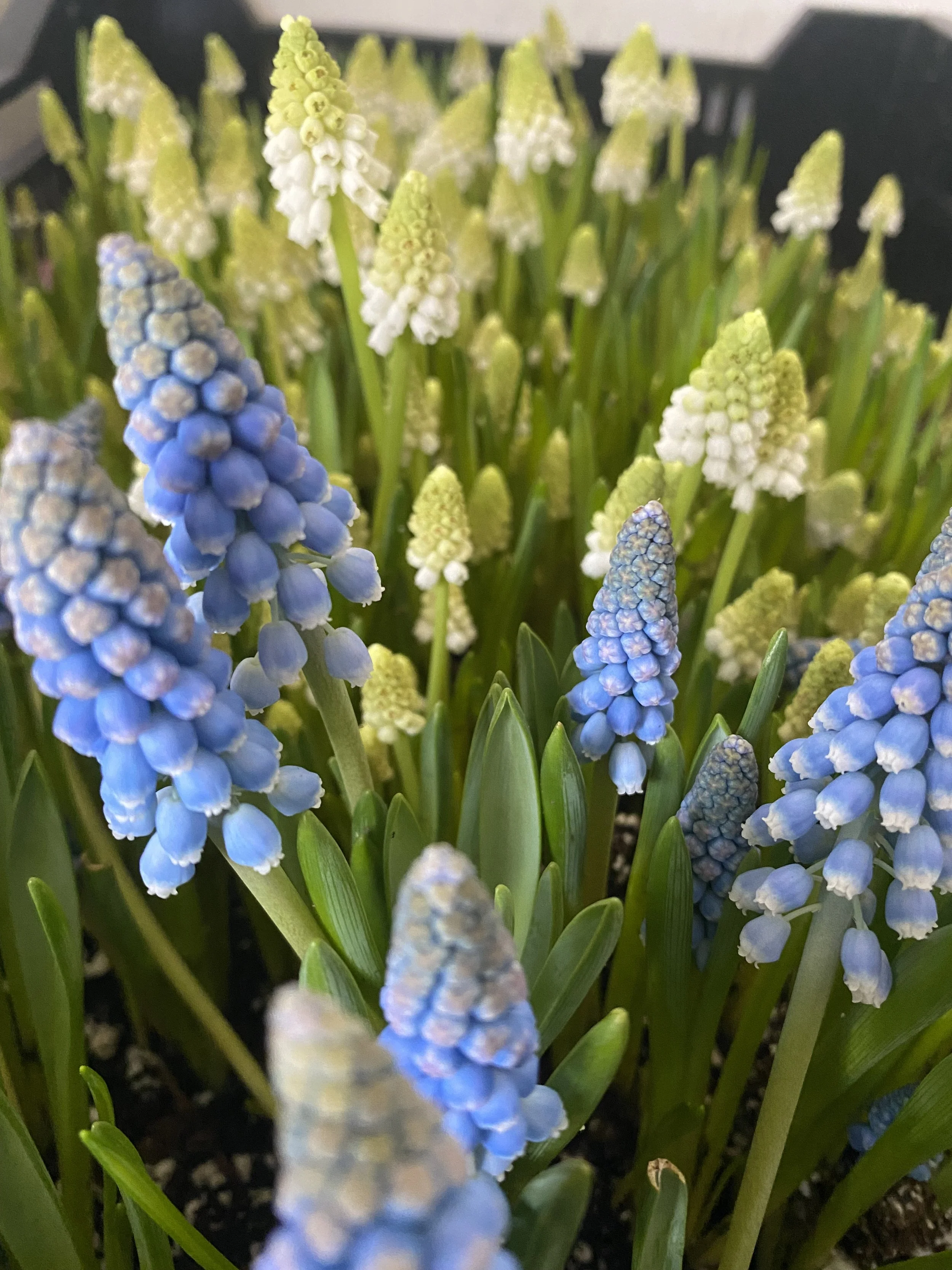 Muscari
