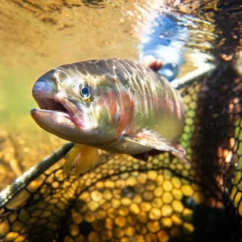 fish-square.webp