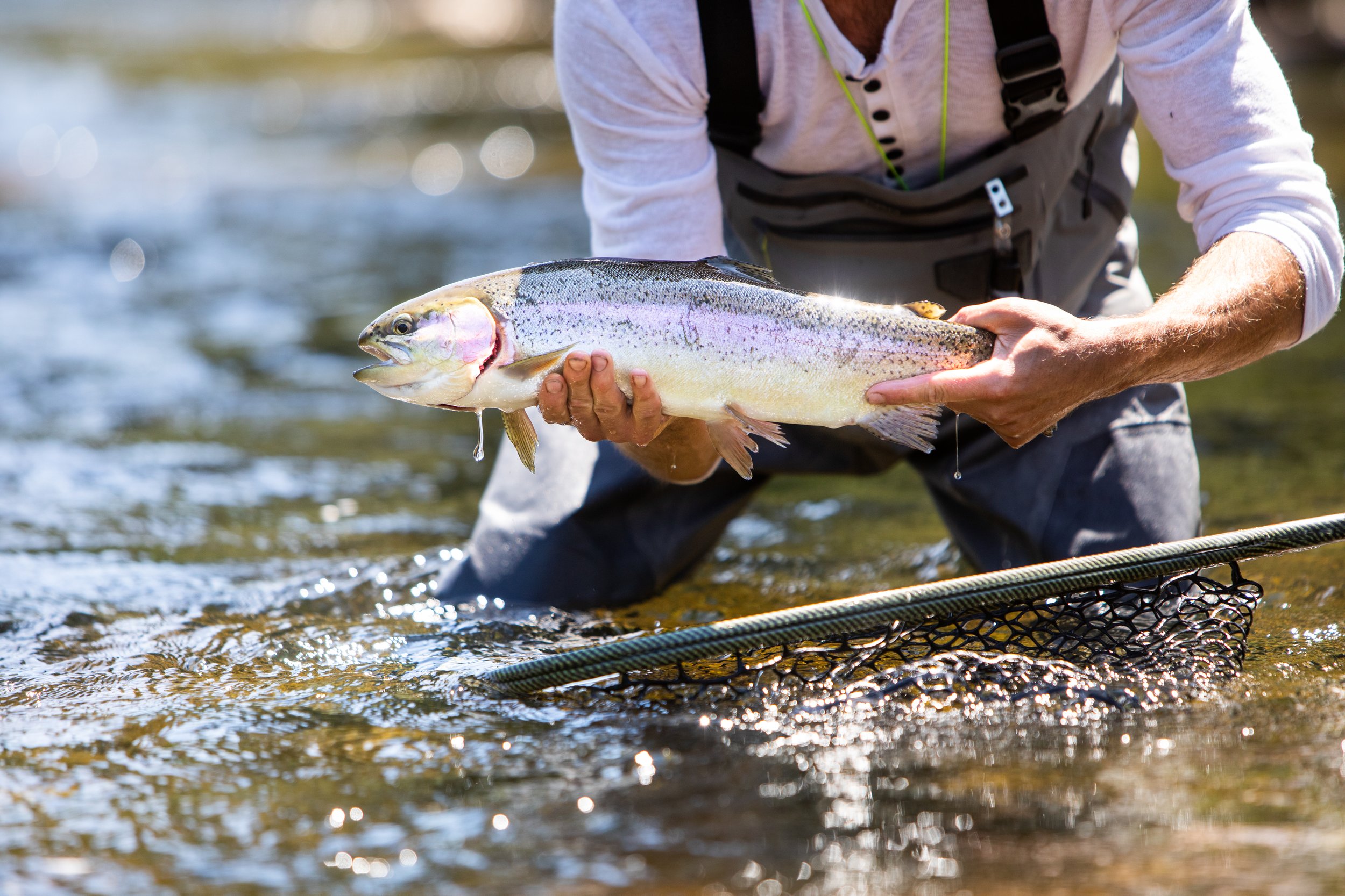 Activities - Fishing - Rainbow Trout CU.jpg
