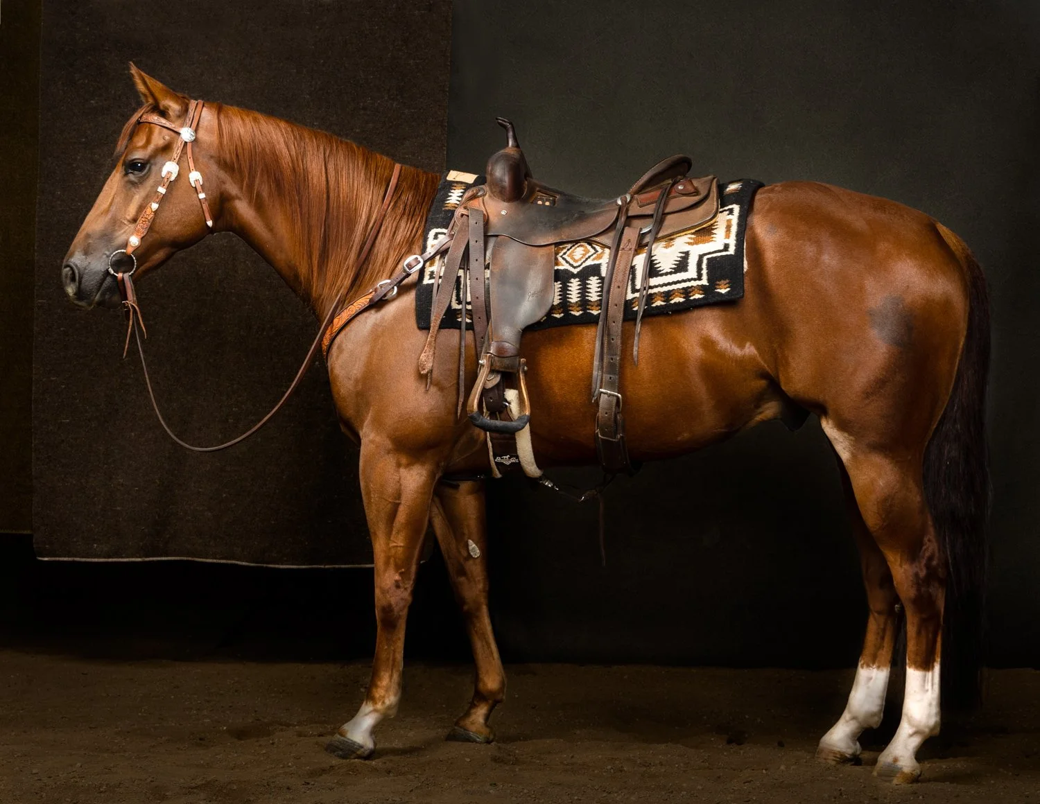 HR Performance Horses.jpg