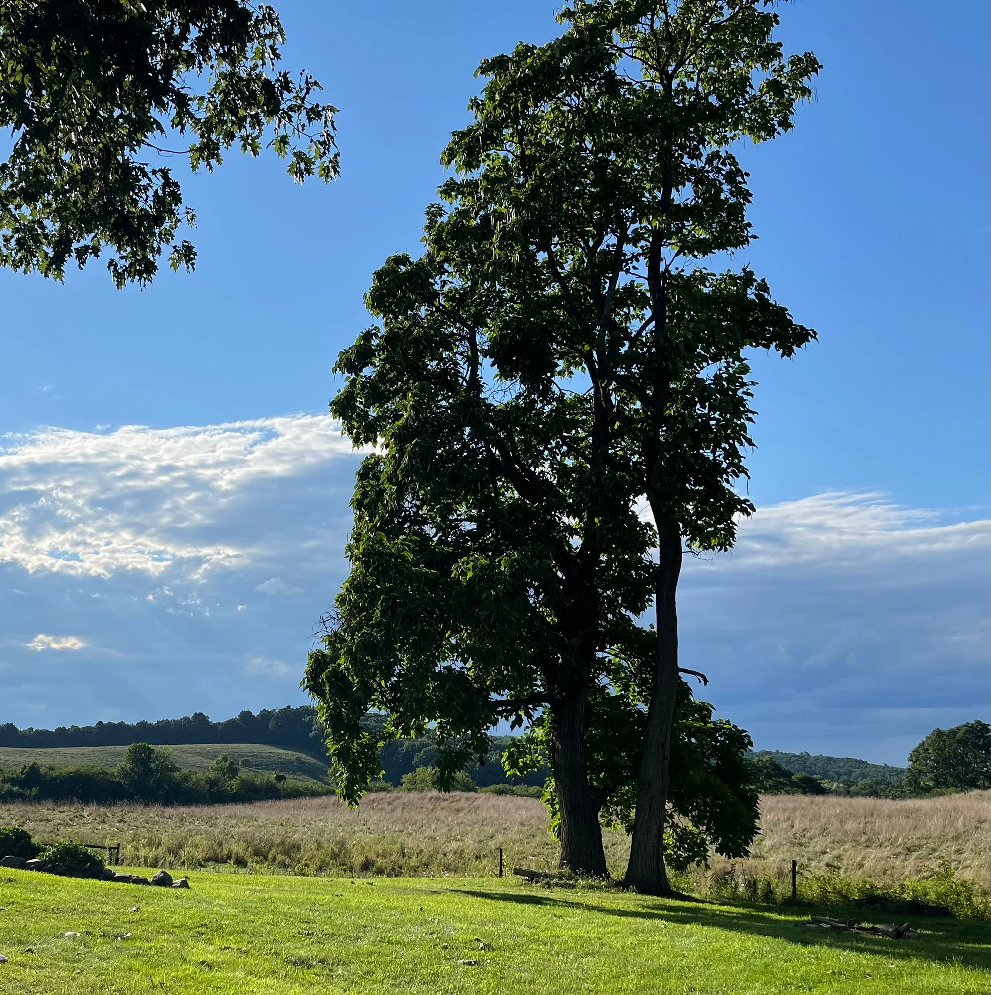 JenniferBMeyer_OldChatham_tree.jpg
