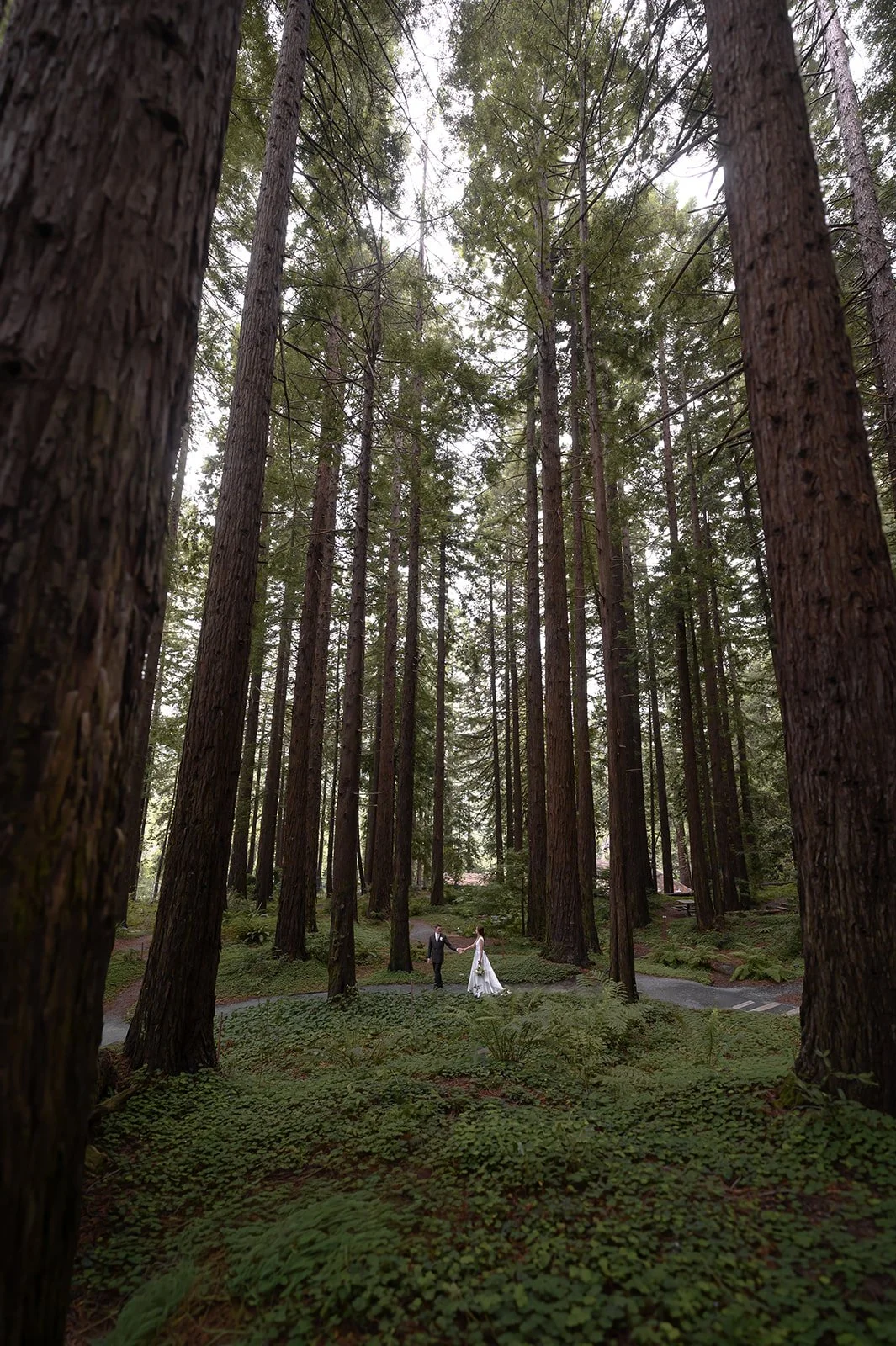 Bride-Groom-Redwoods-59.jpg