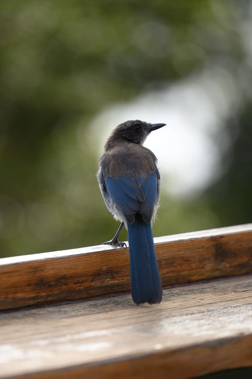 Adventure engagement photoshoot in Big Sur