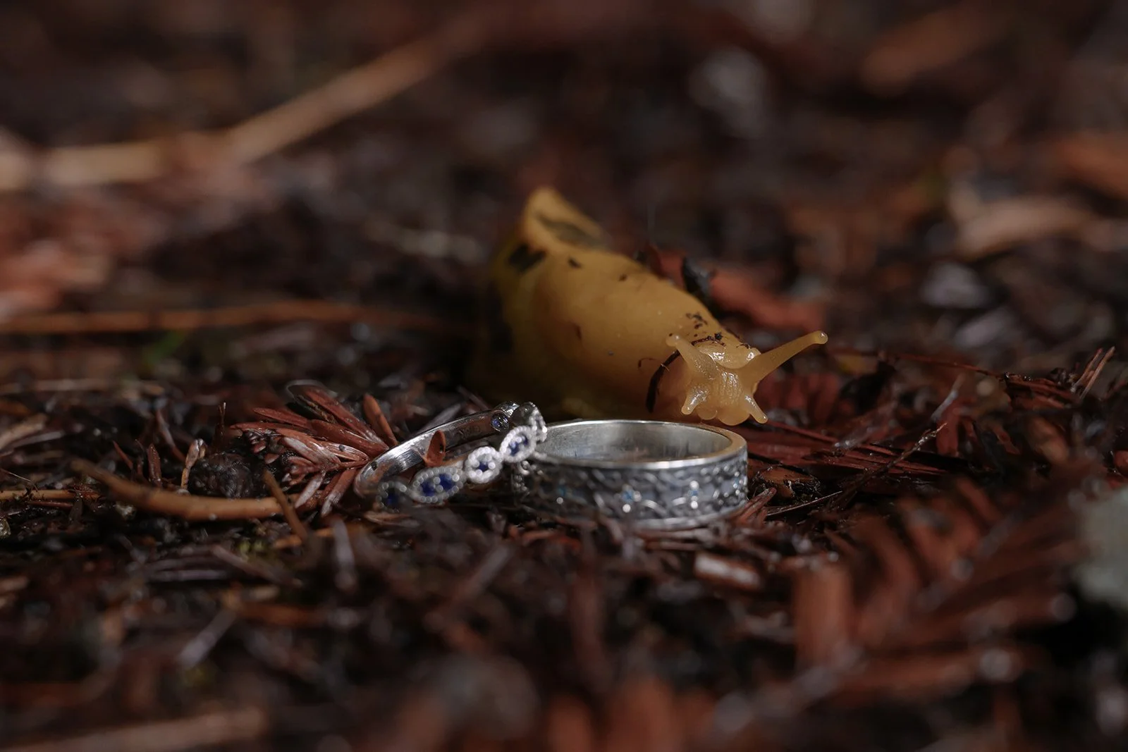 Moody Forest Wedding