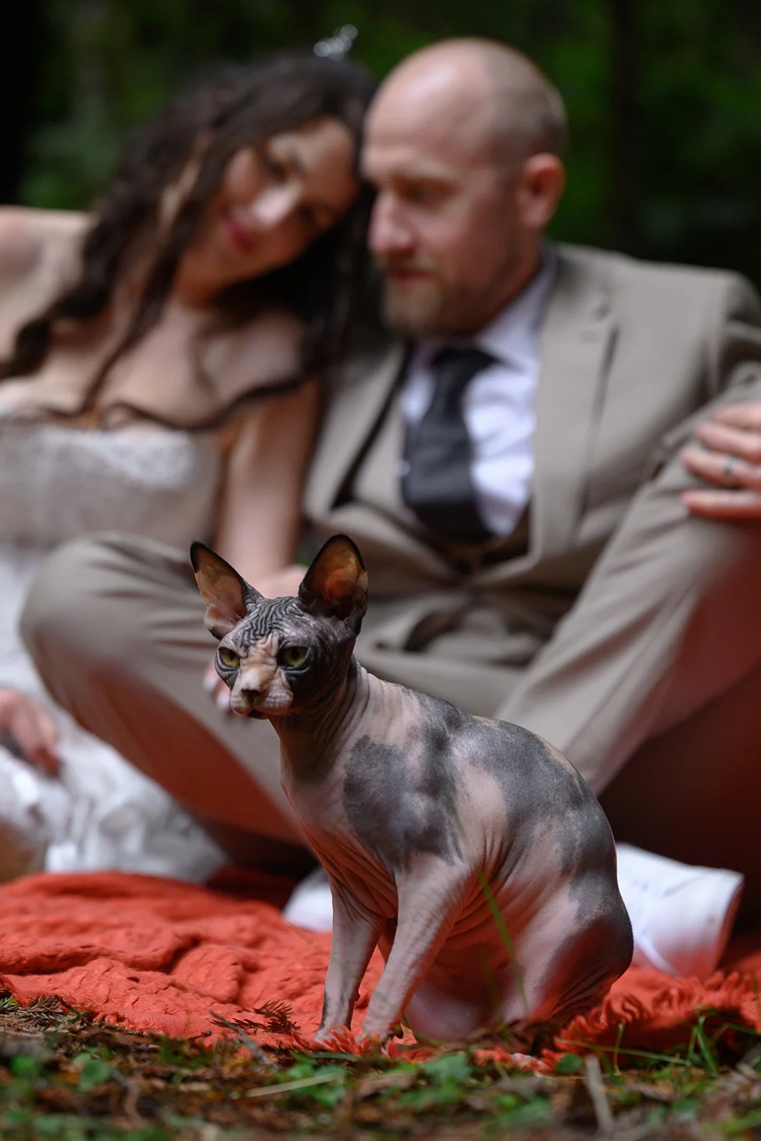 Wedding photos with cats