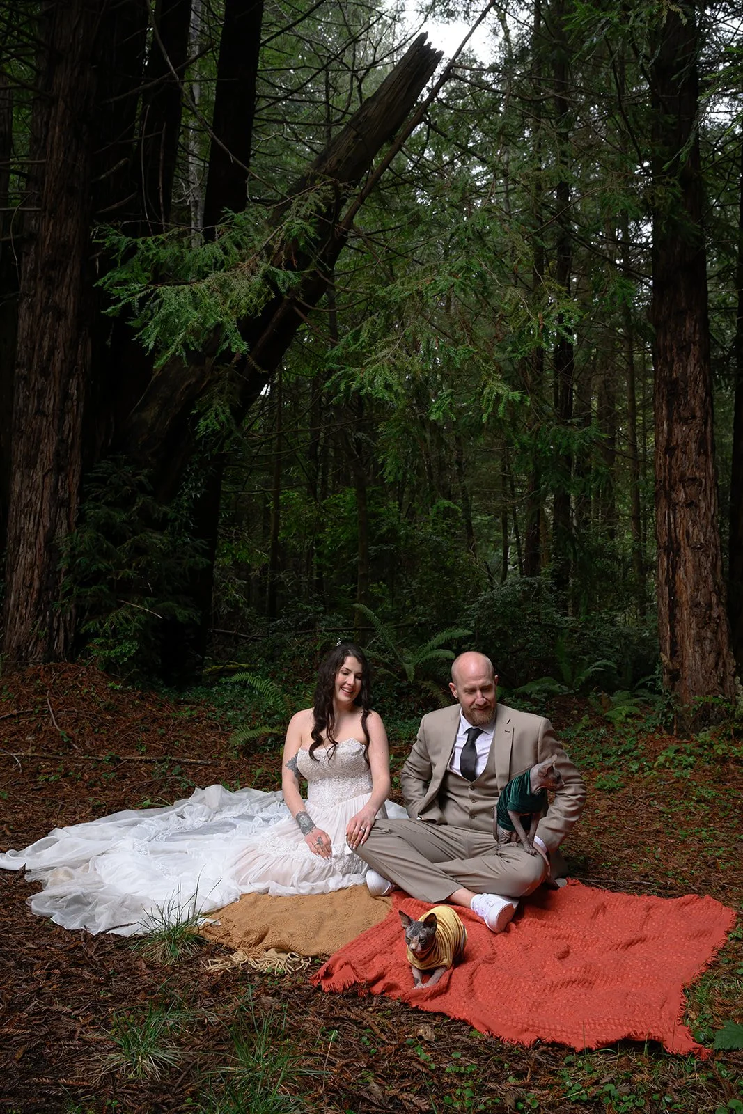 Wedding photos with cats