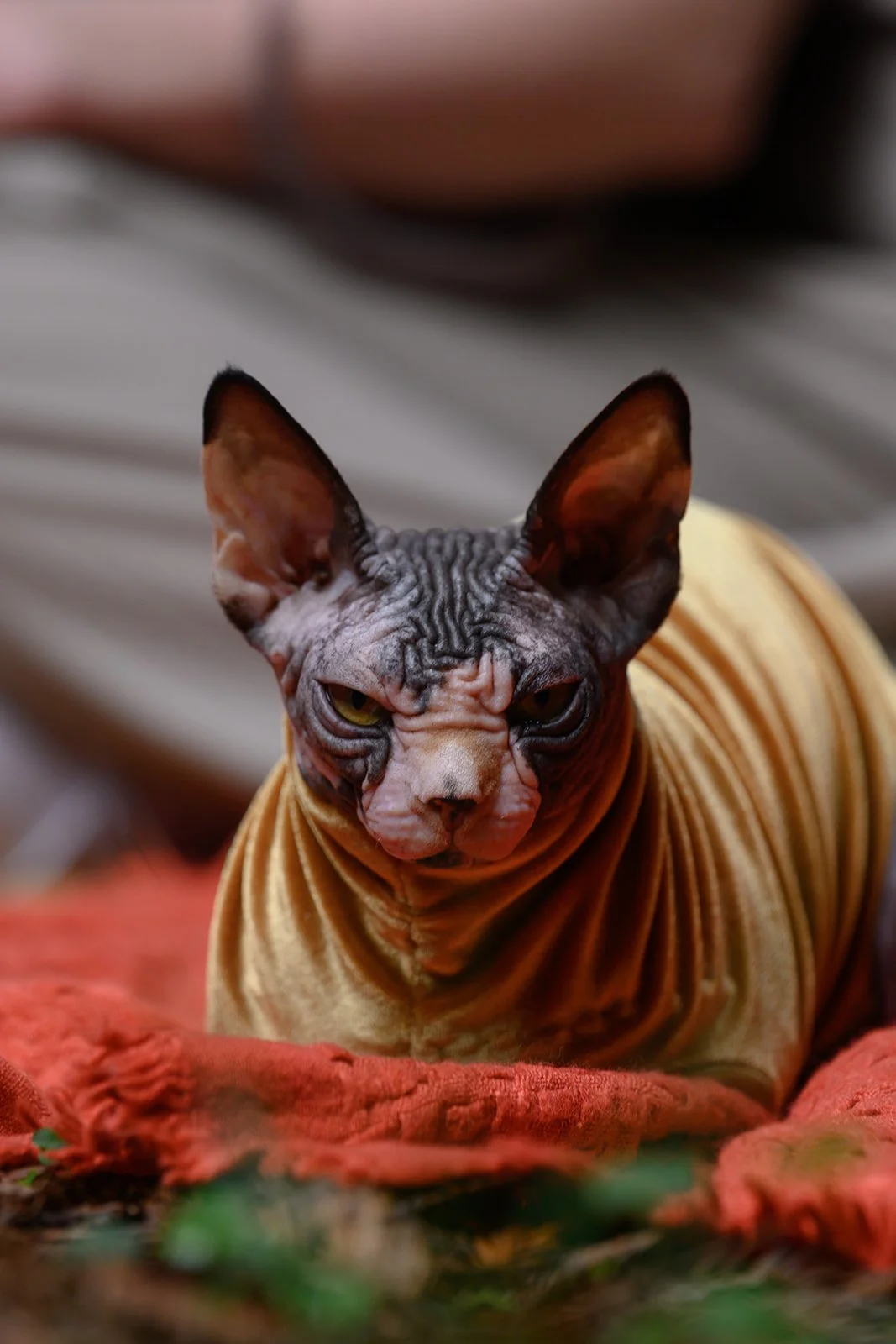 Wedding photos with cats