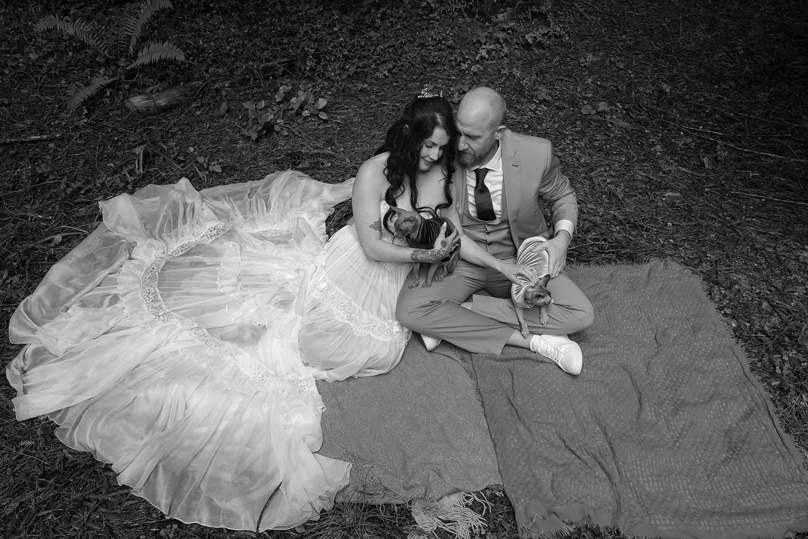 Wedding photos with cats