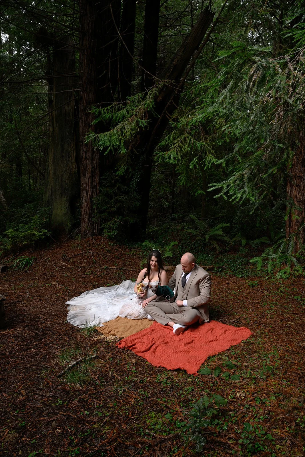 Wedding photos with cats