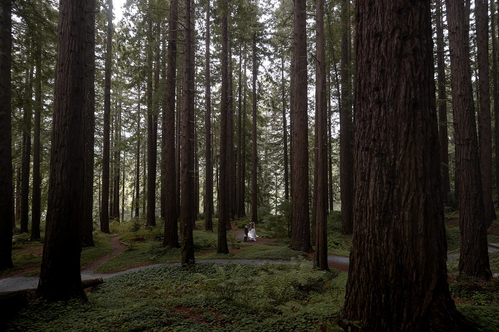 Bride-Groom-Redwoods-71.jpg