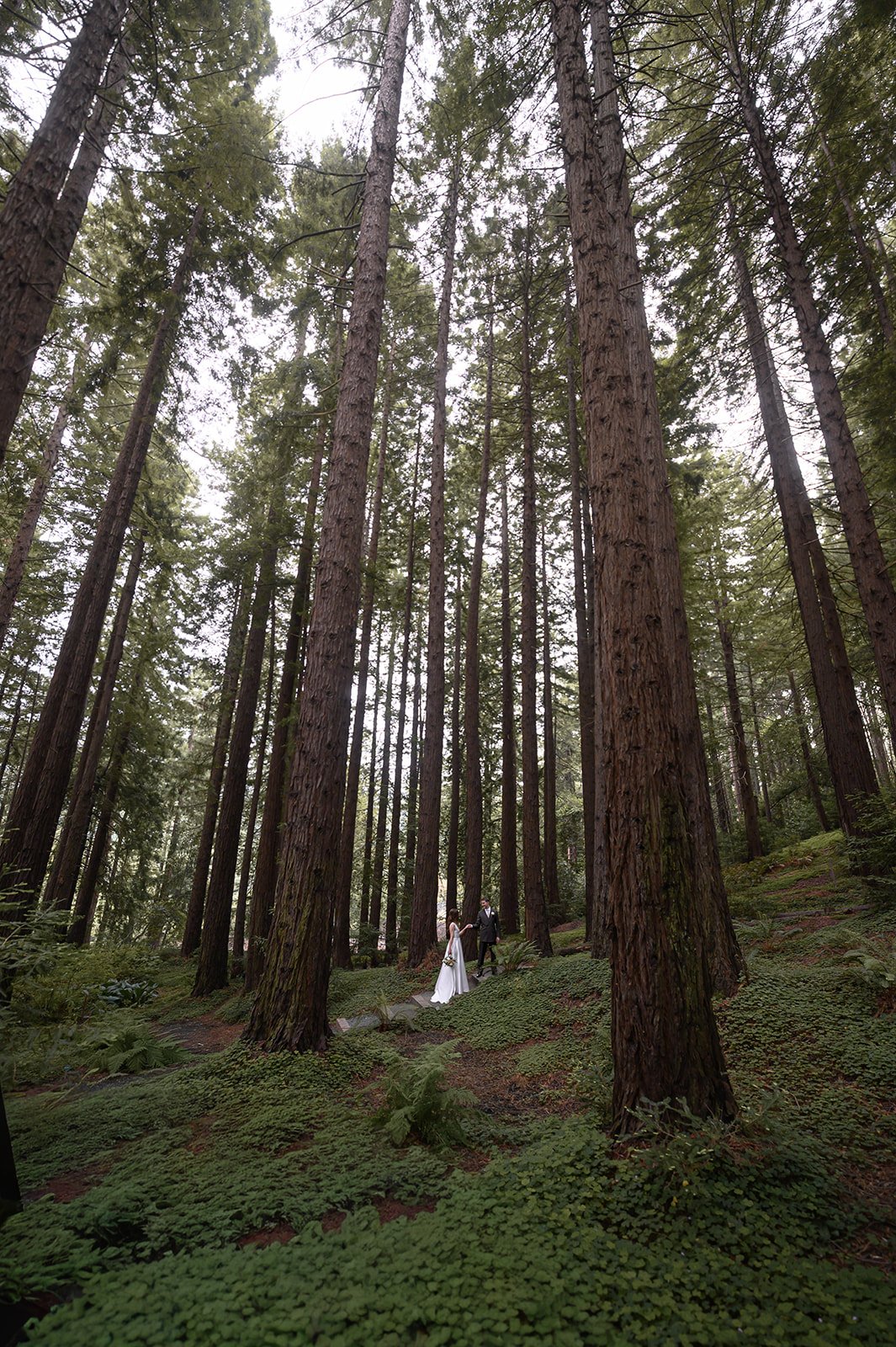 Bride-Groom-Redwoods-26.jpg