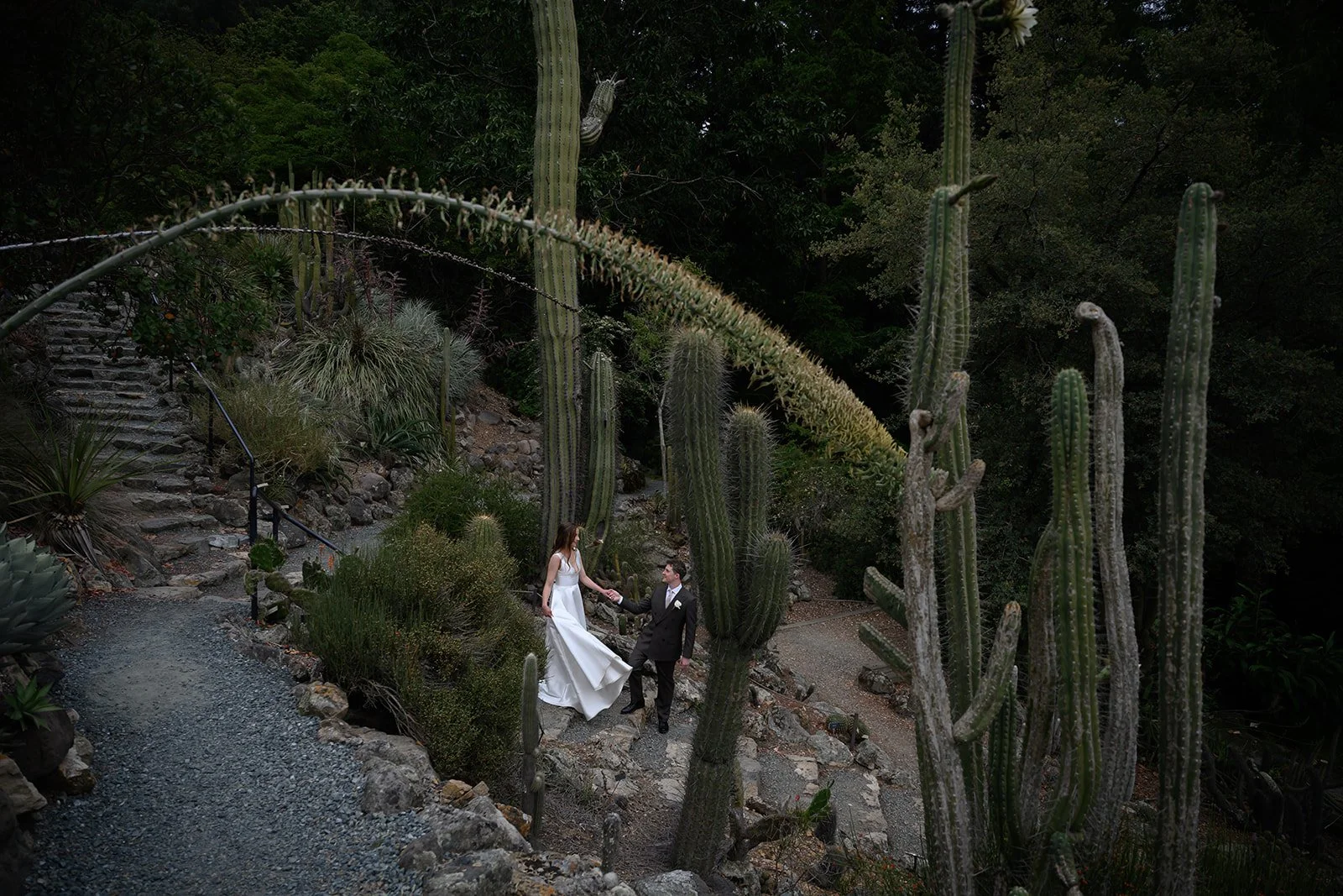 a bride and groom walking through the cactus garden at UC Berkeley Botanical Gardens