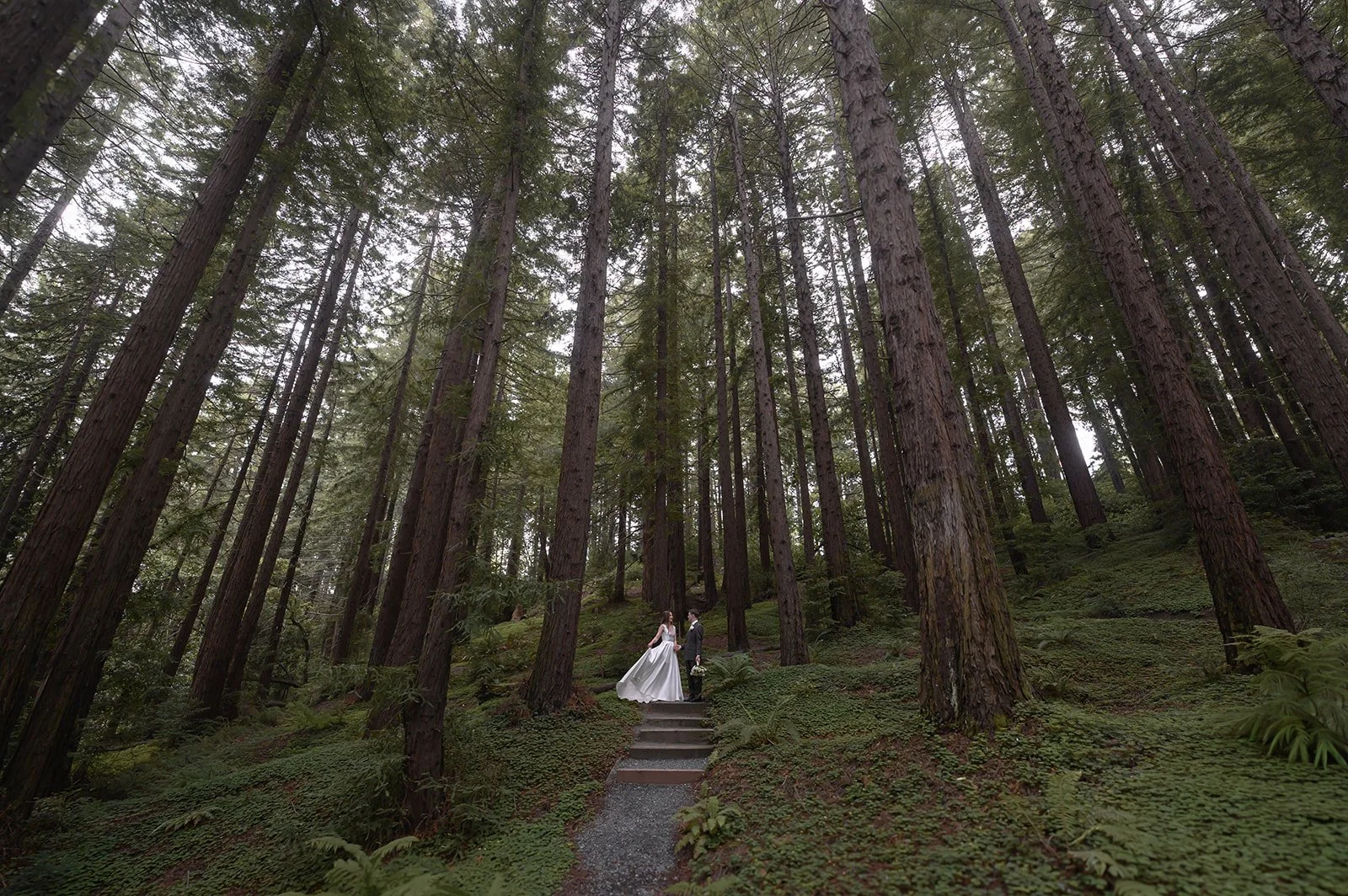 A bride and groom in a redwood grove on their wedding day at UC Berkeley Botanical Gardens
