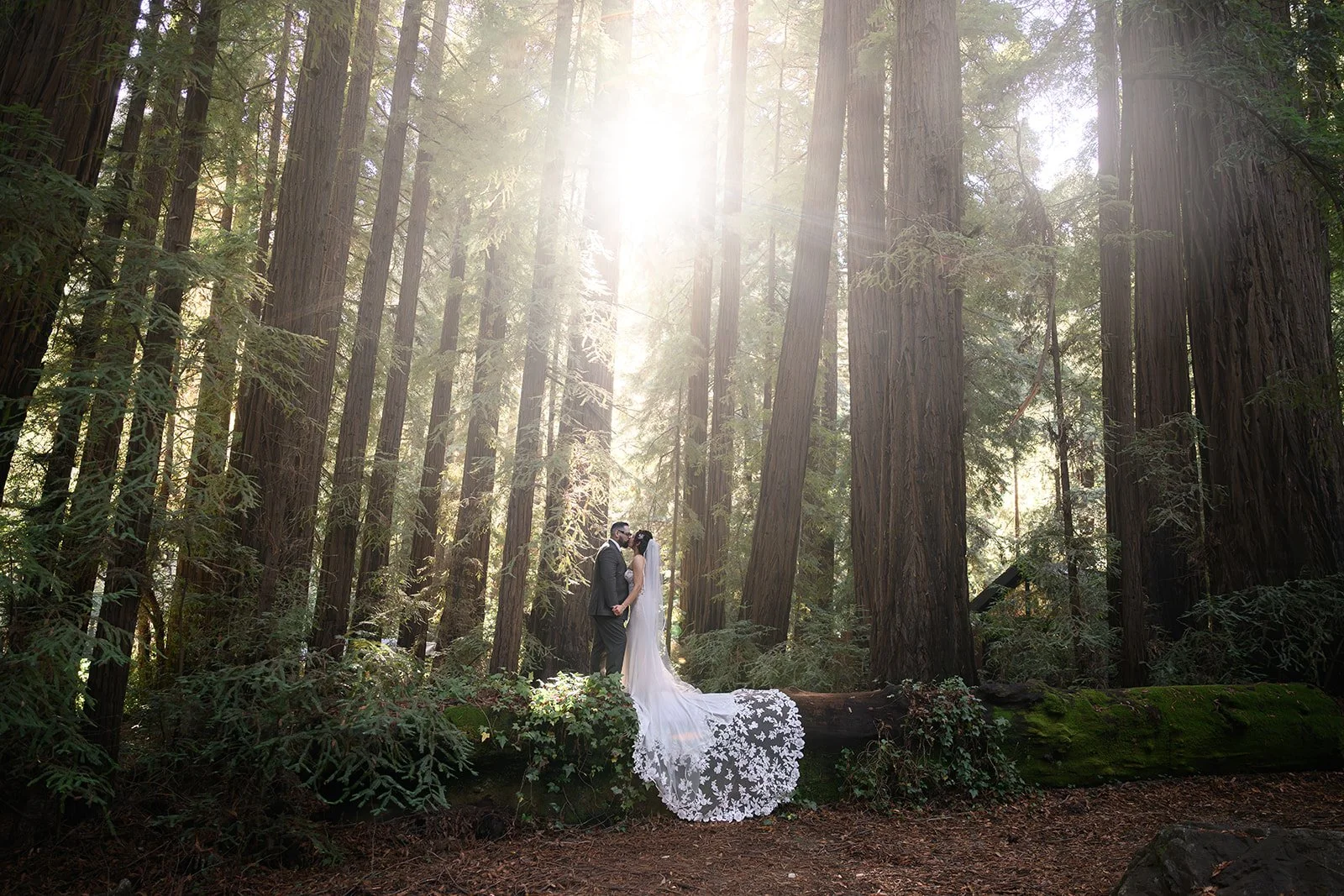 a forest wedding in big sur, california with a bride and a groom kissing on a fallen log in a forest with the sun streaming in through the trees behind them