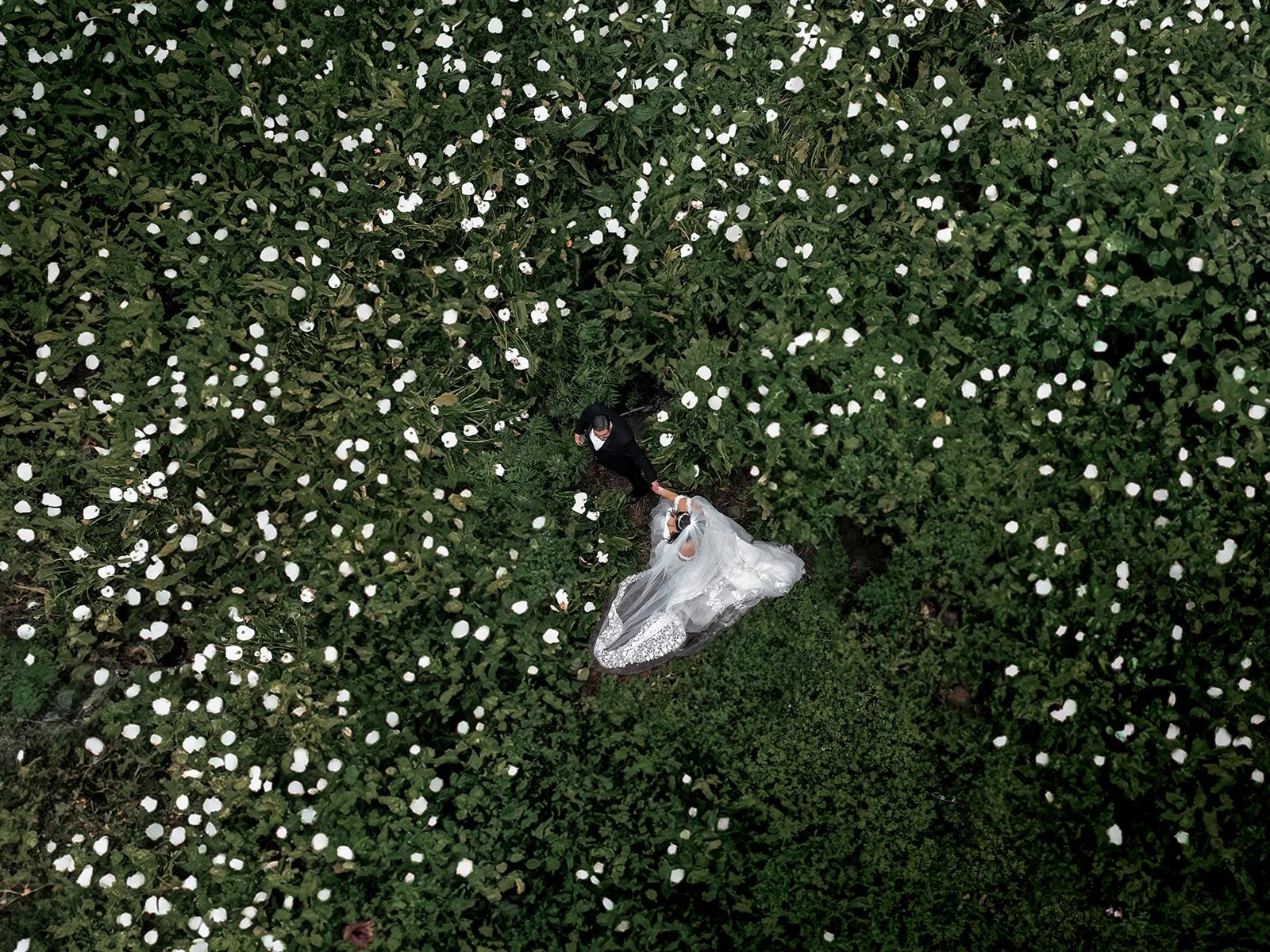 a bride and groom photo taken from a drone of them walking through a field of flowers