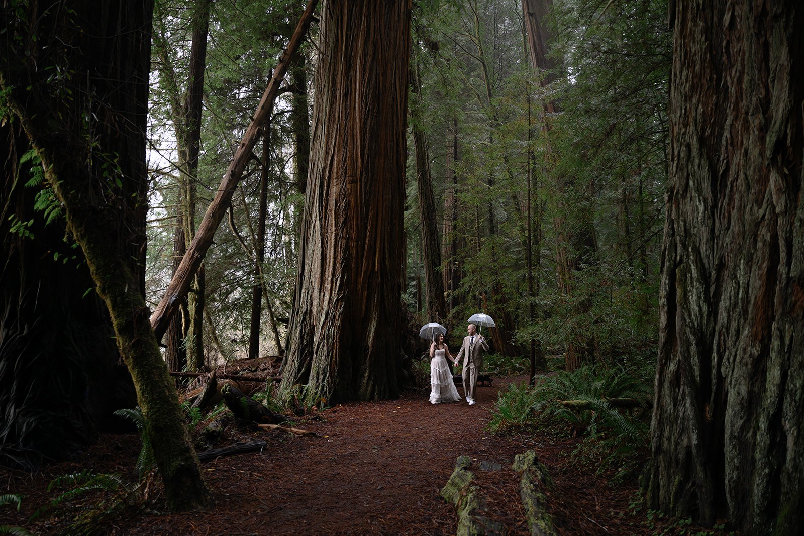 Forest-16.jpg