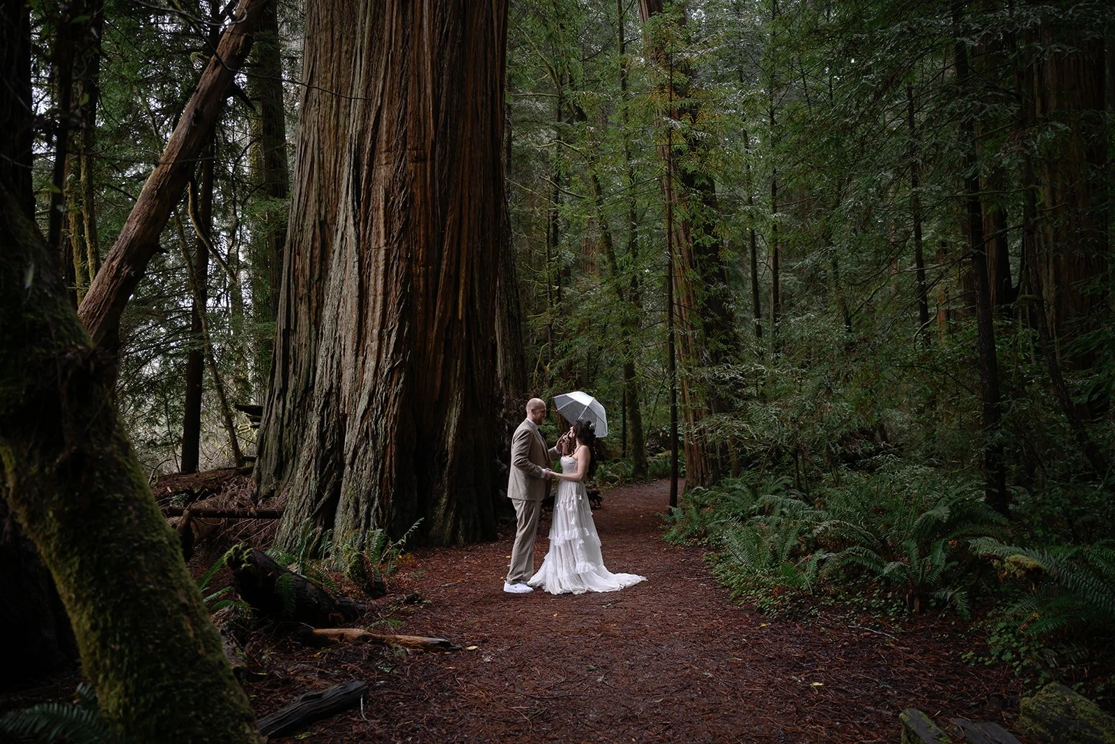Forest-7.jpg