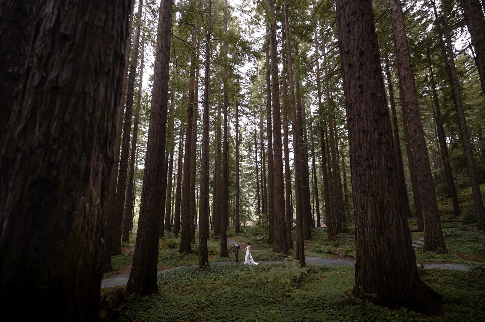 UC Berkeley Botanical gardens wedding with the bride and groom walking through the redwood forest