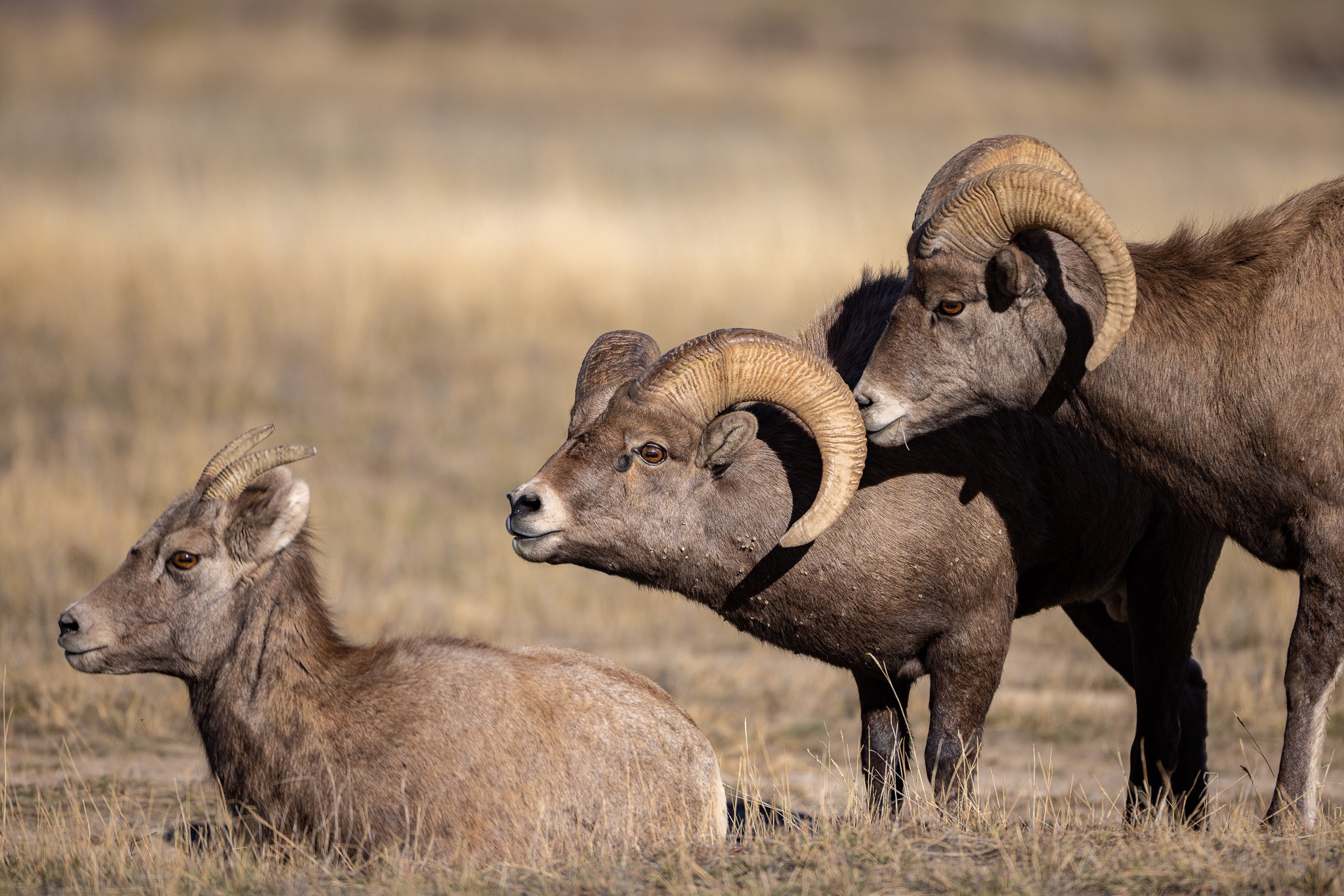 bighorn-5578.jpg