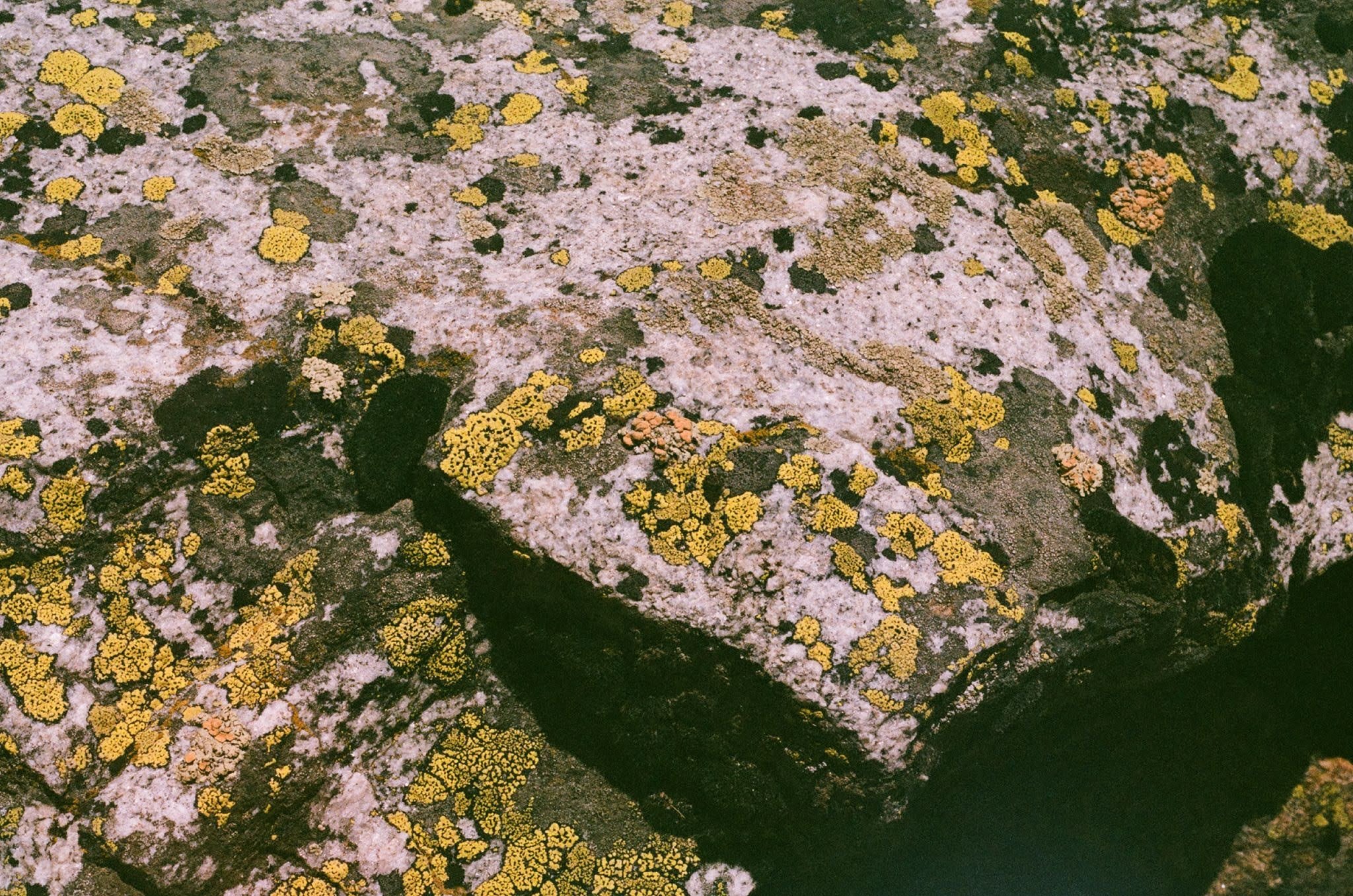 lichen3.jpg