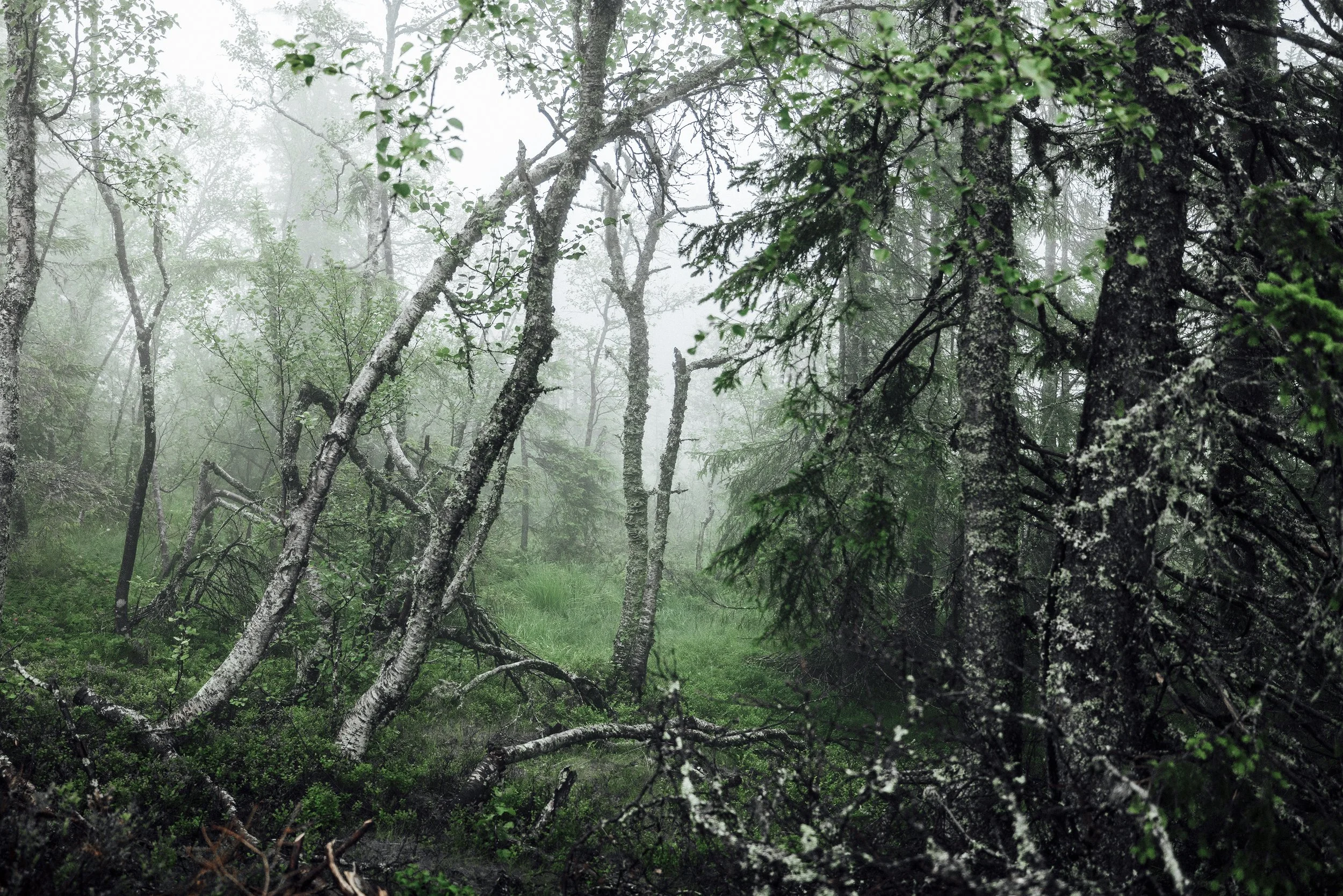 NORWAY FOREST.jpg